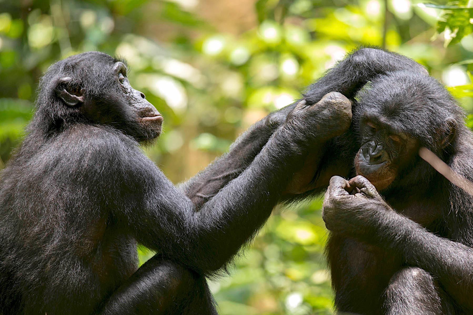 Bonobos-Grooming-1.jpg