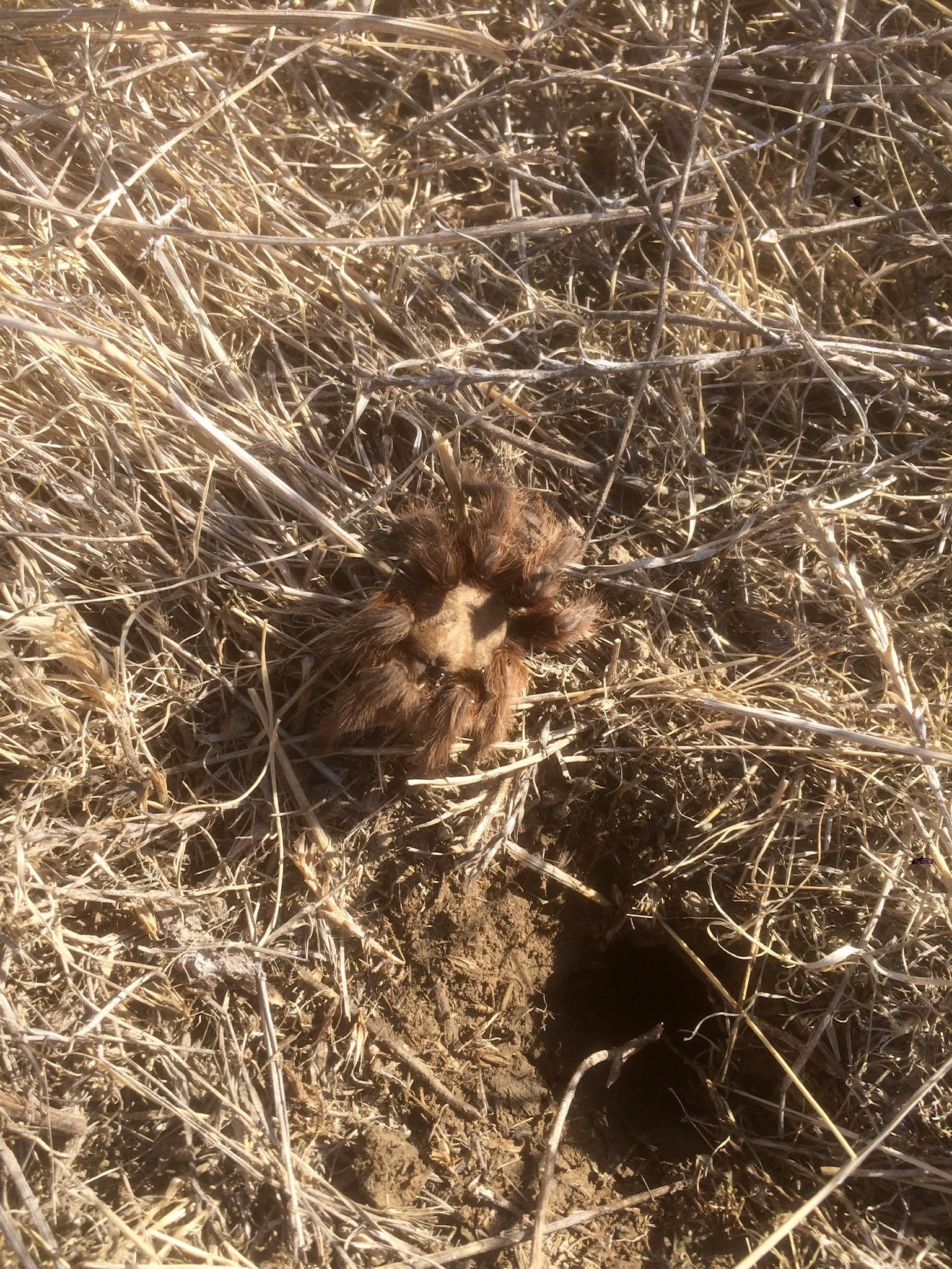 Aphonopelma-hentzi-Burrow.jpg