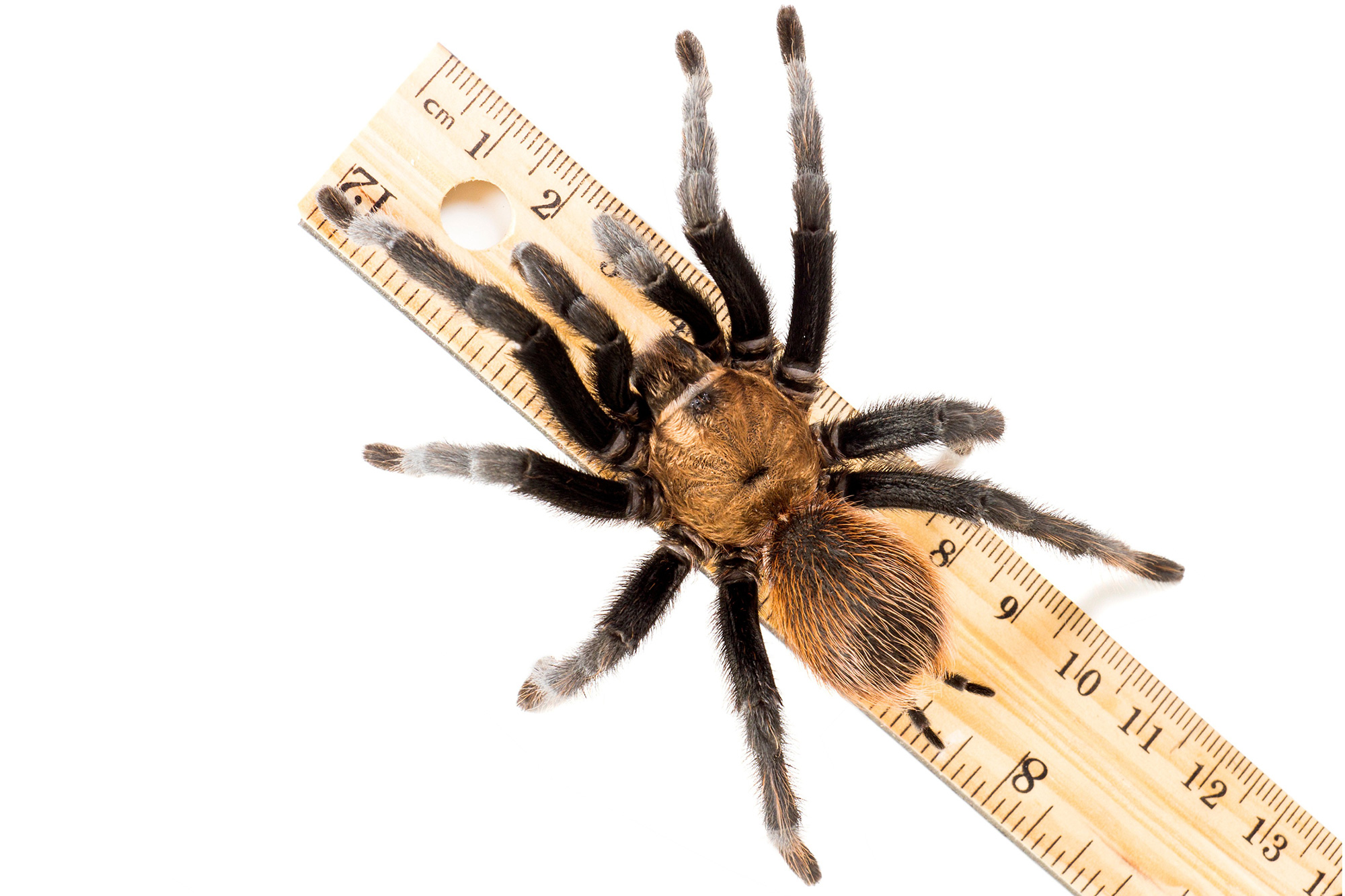 Texas-Brown-Tarantula-Aphonopelma-hentzi.jpg