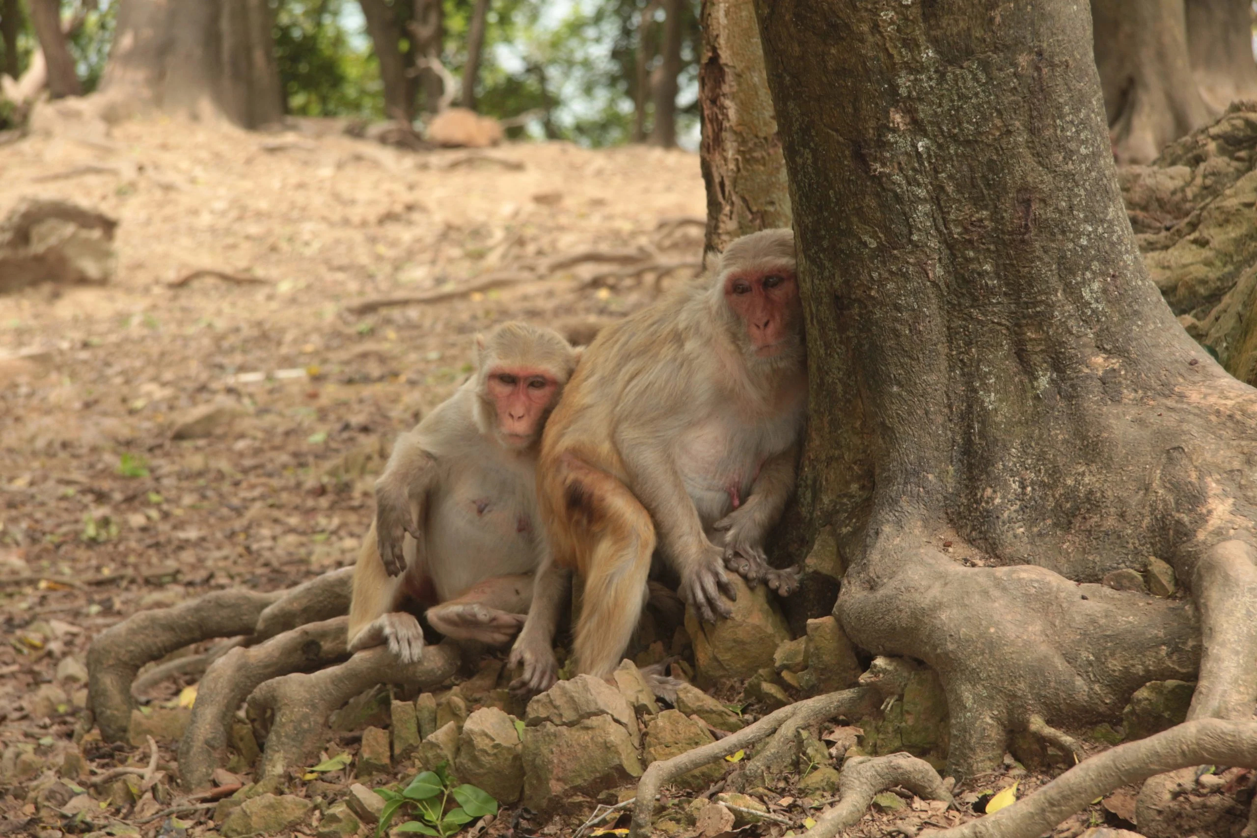 Macaques-in-the-Shade-on-Cayo-Santiago-scaled（WEBP 图像，2560x1707 像素） — 缩放 (59-.jpg