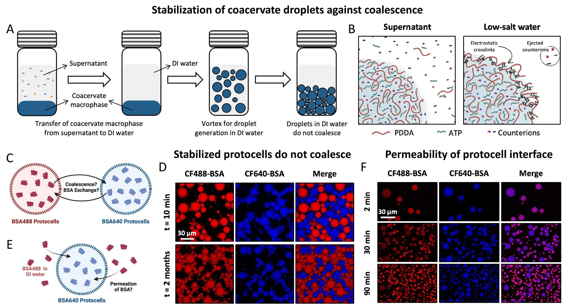 Diagram-of-Coacervate-Droplets-Against-Coalescence（WEBP 图像，1920x1042 像素） — 缩放 (79-.jpg