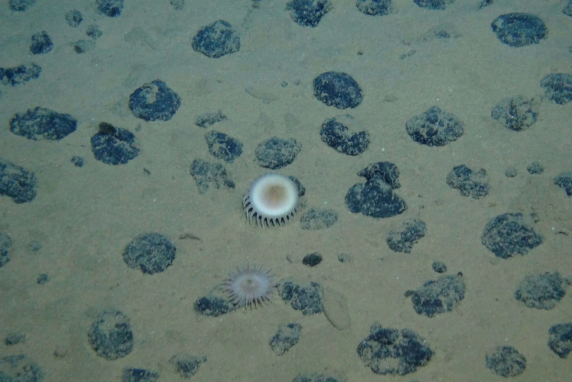 Polymetallic-Nodules-1（WEBP 图像，2000x1335 像素） — 缩放 (76-.jpg