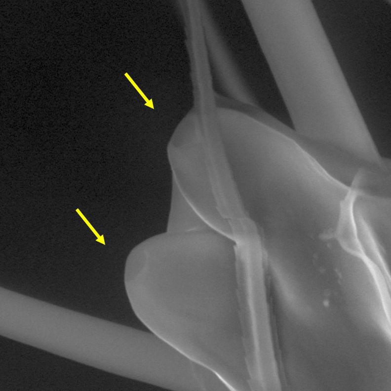 Mosquito-Antennae-Pits.jpg