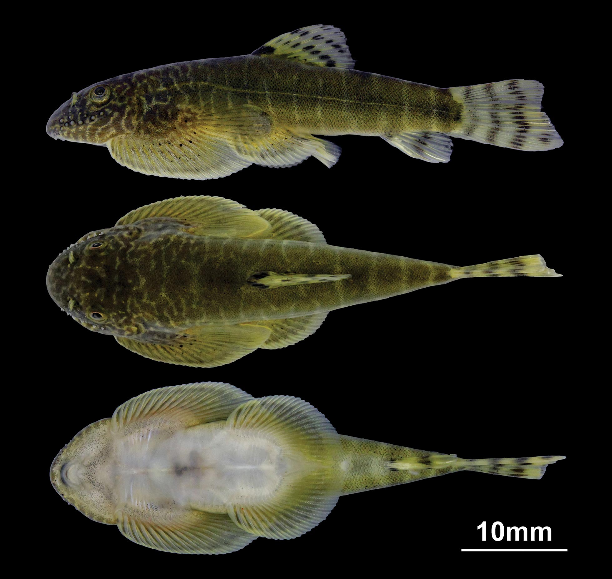 Beaufortia-viridis.jpg
