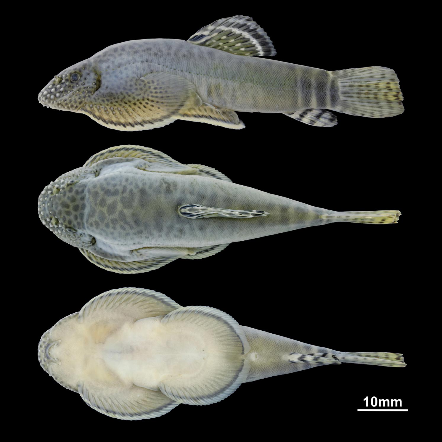 Beaufortia-granulopinna.jpg