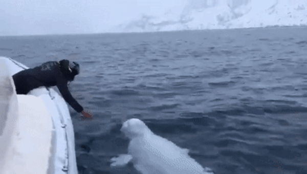 aa021c9e09304608aa51225b66873413.gif