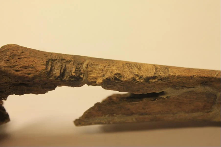 Weapon-Related-Lesions-On-Viking-Skeleton（WEBP 图像，904x602 像素）.jpg