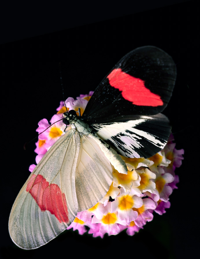 Longwing-Butterfly-Resting-on-a-Lantana-Flower.jpg