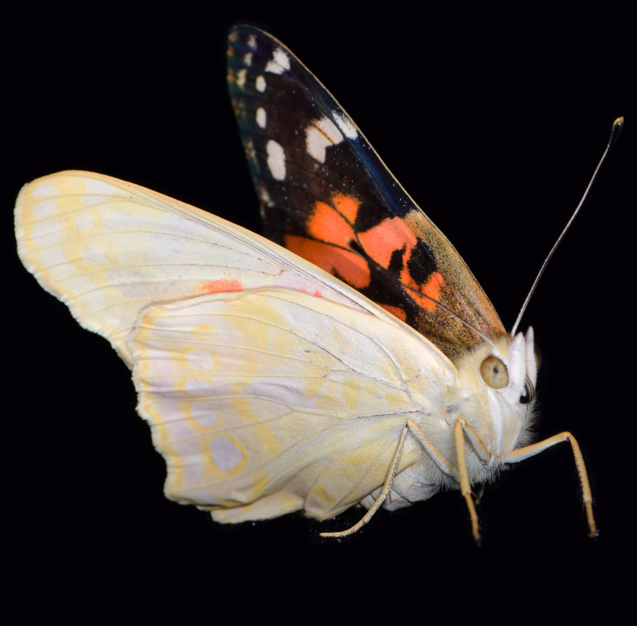 Vanessa-cardui.png