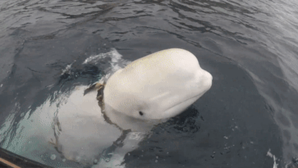 0fd158444b8045aabff051e8261705a1.gif