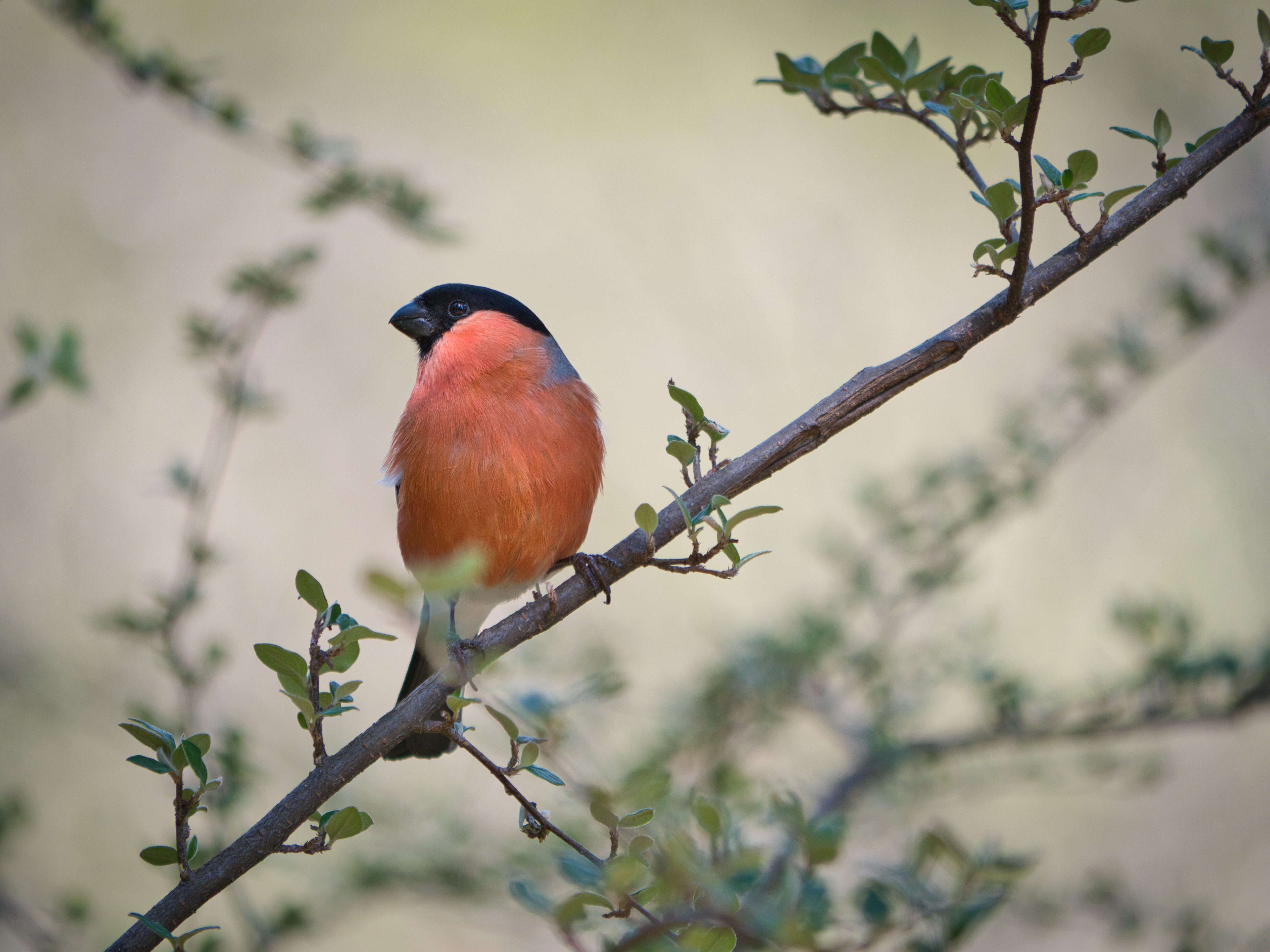 1725690841_oriole_by_julian_tomasini.jpg