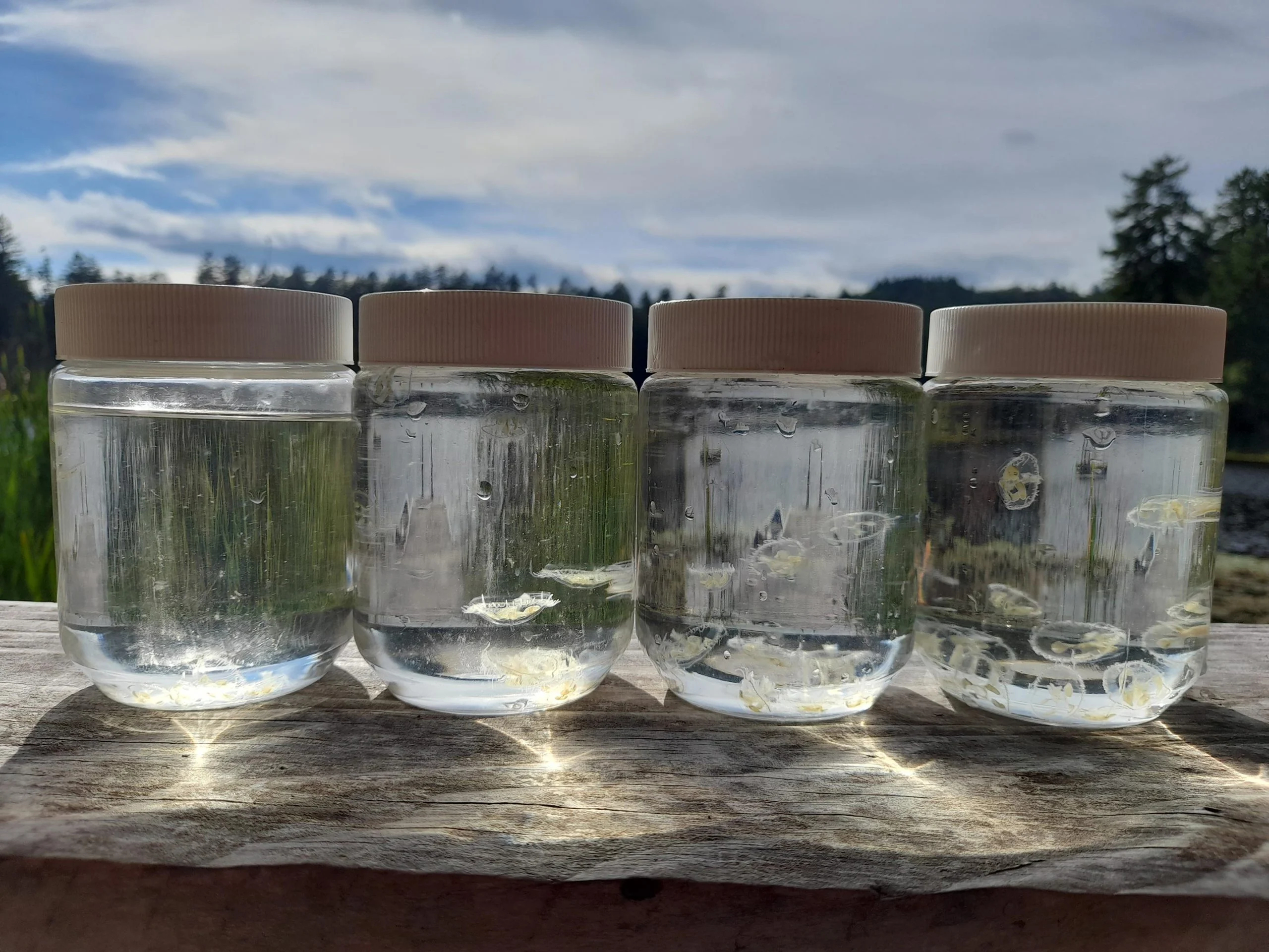 Peach-Blossom-Jellyfish-in-Sample-Jars-scaled（WEBP 图像，2560x1920 像素） — 缩放 (55-.jpg