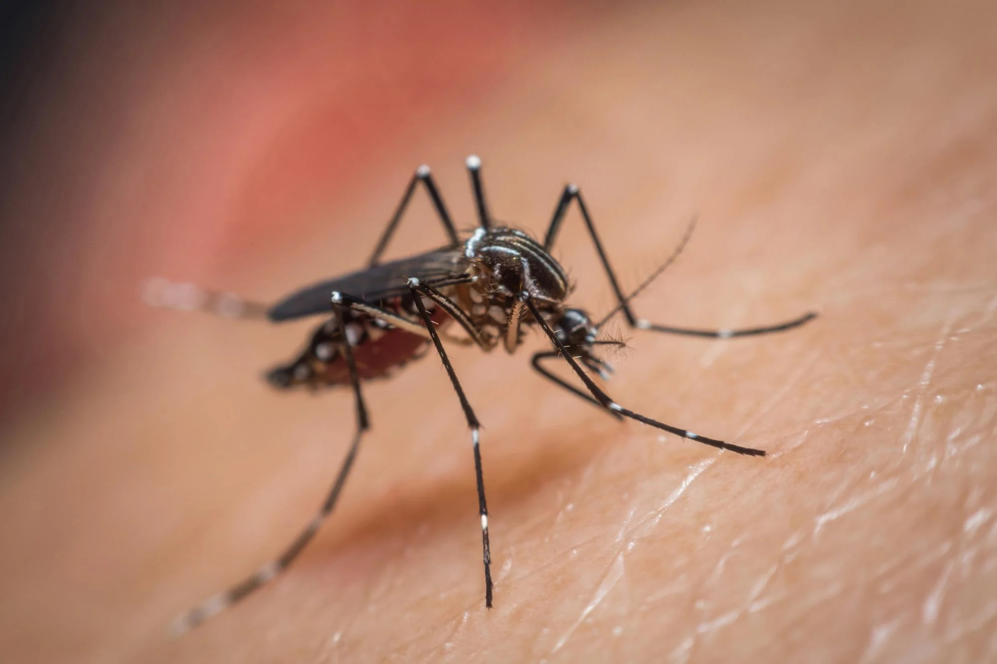 Mosquito-Aedes-aegypti-Sucking-Blood（WEBP 图像，2000x1333 像素） — 缩放 (71-.jpg