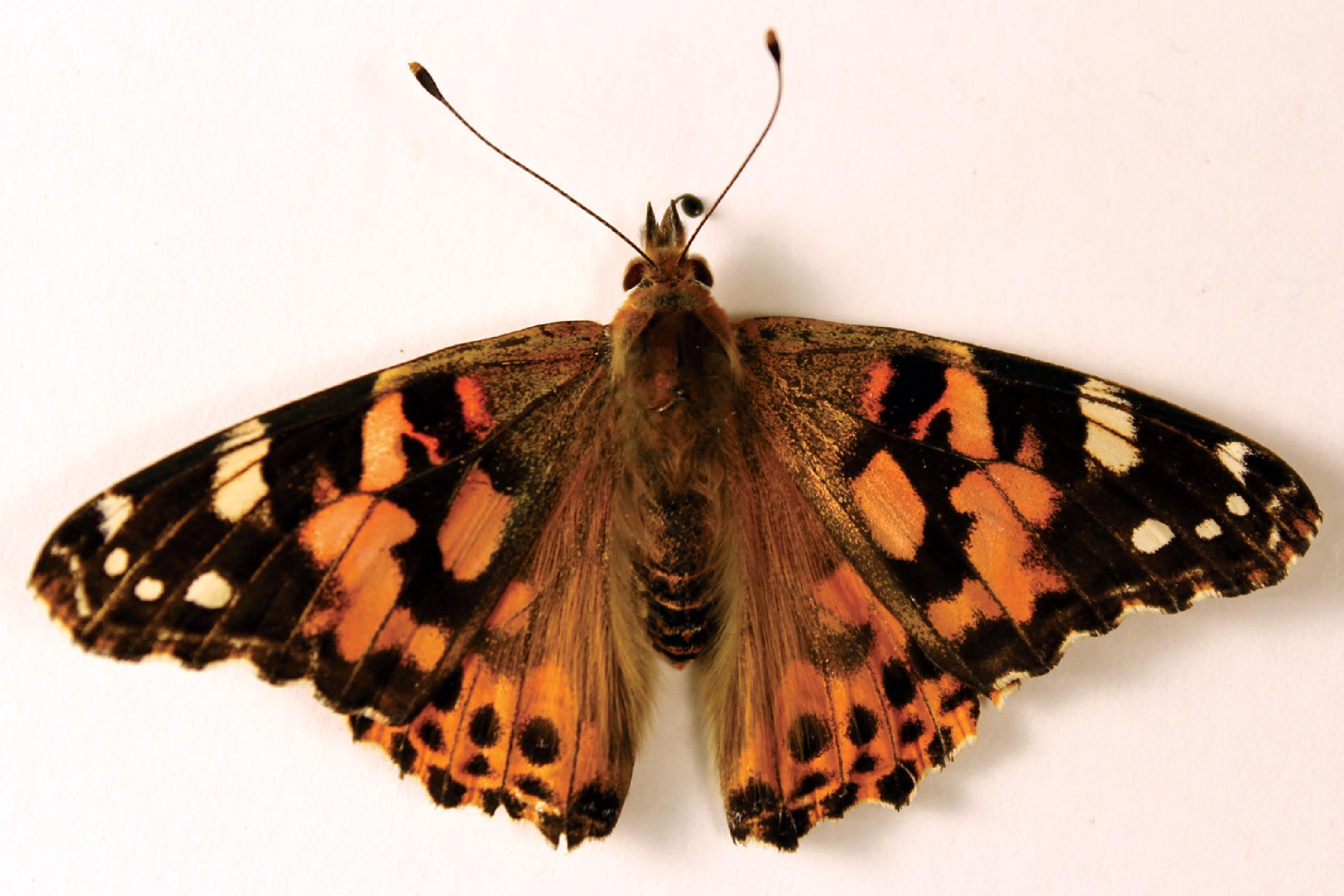 Painted-Lady-Butterfly-2.jpg