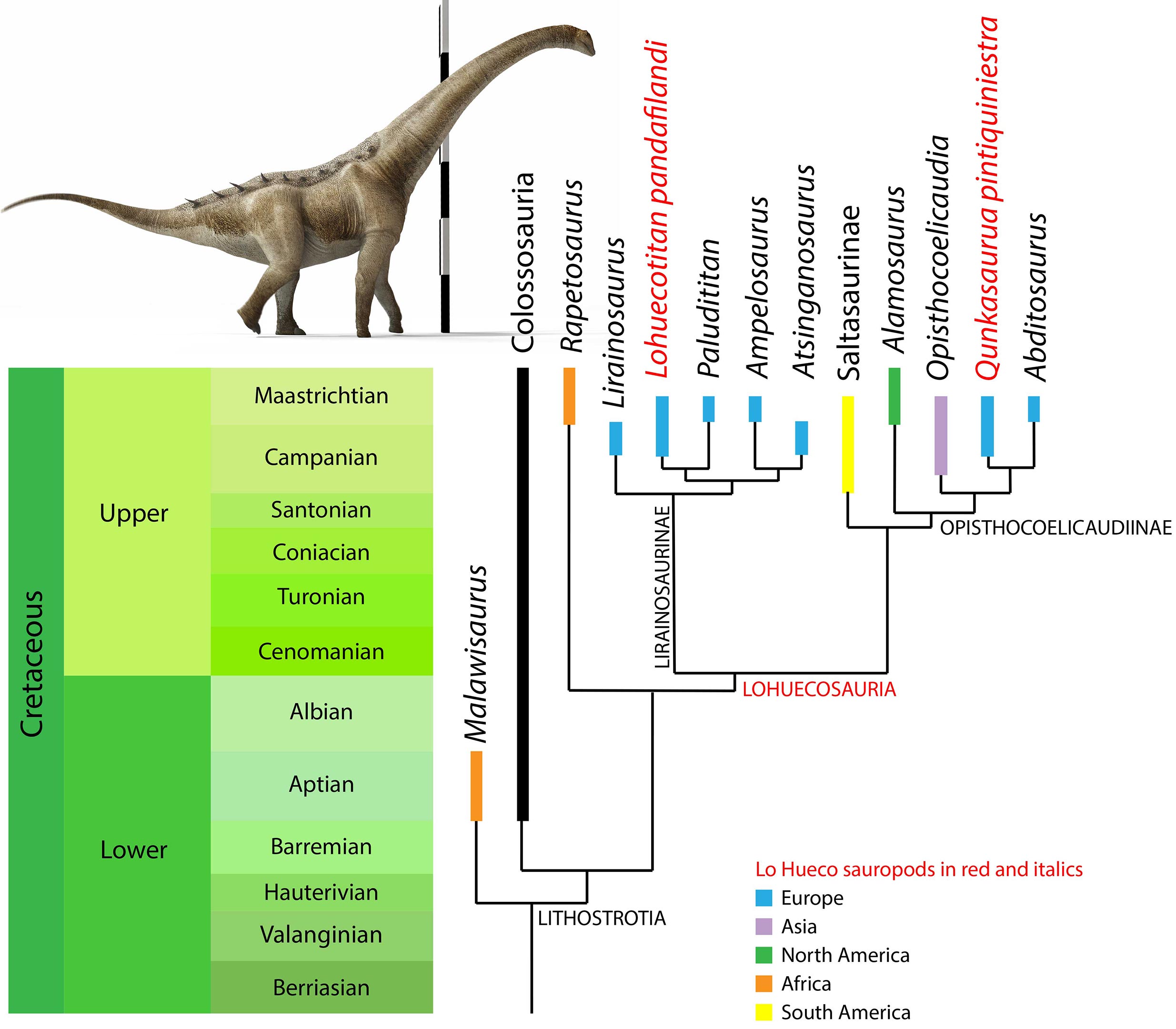 Relationships-of-Qunkasaura-With-Sauropods-From-Late-Cretaceous.jpg