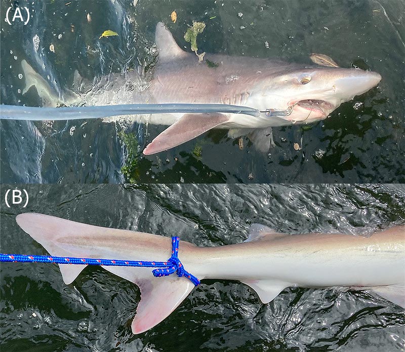 Soupfin-Shark-in-South-Puget-Sound.jpg