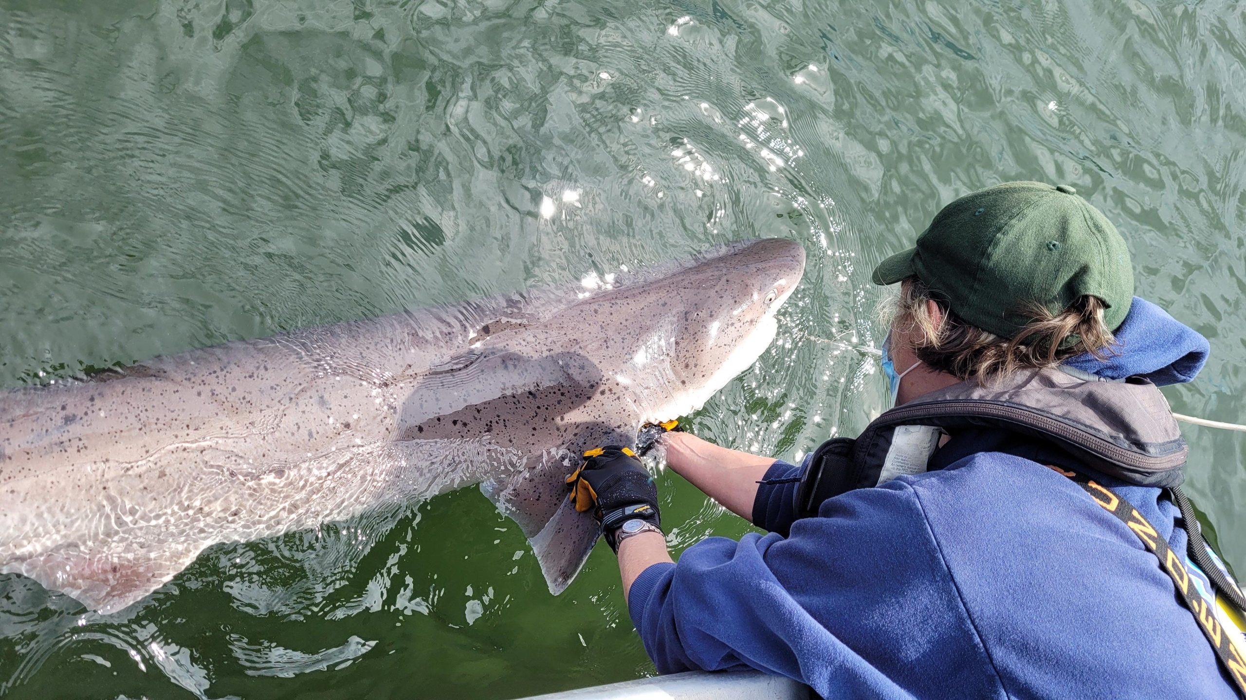 Broadnose-Sevengill-Shark-scaled.jpg
