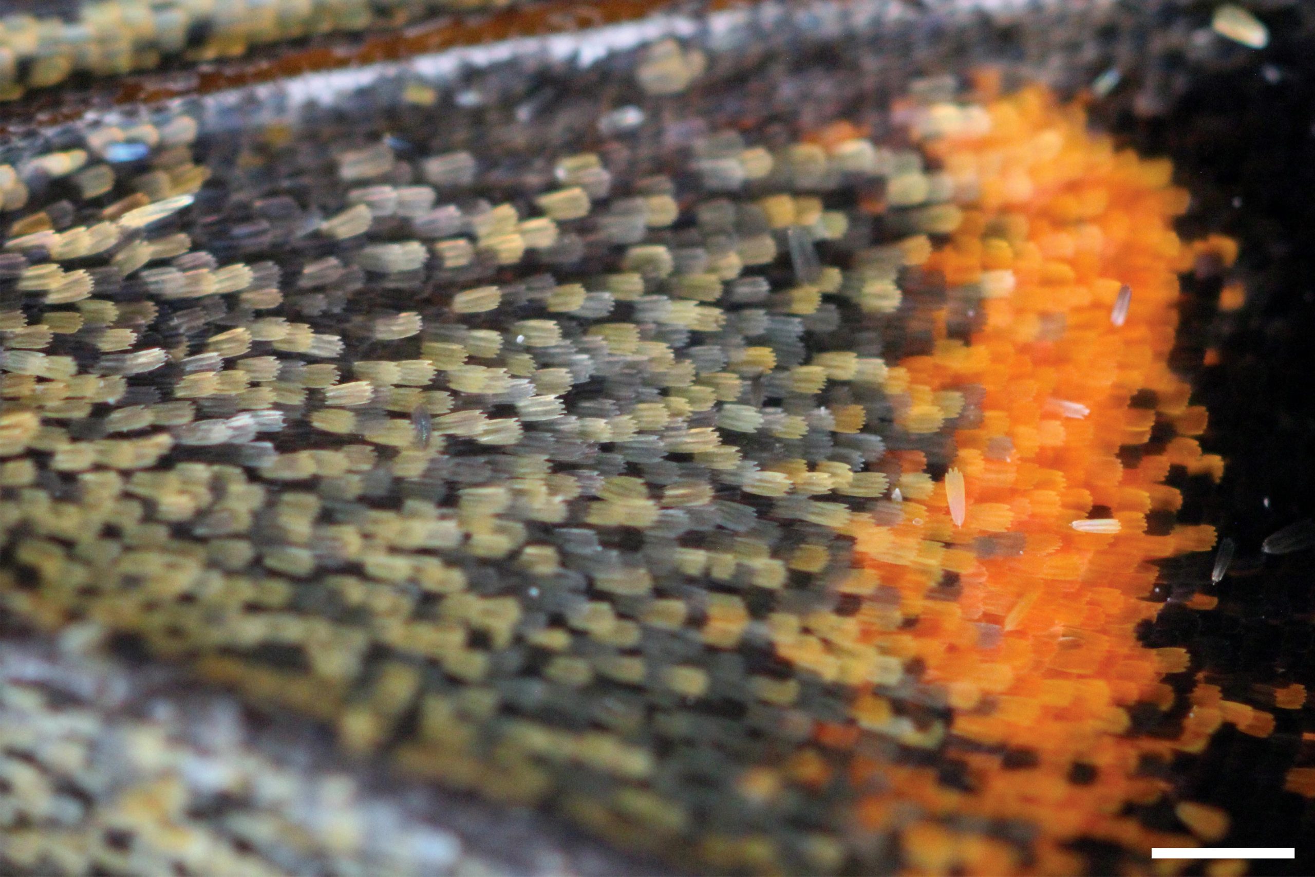 Painted-Lady-Butterfly-Wing-Scales-scaled.jpg