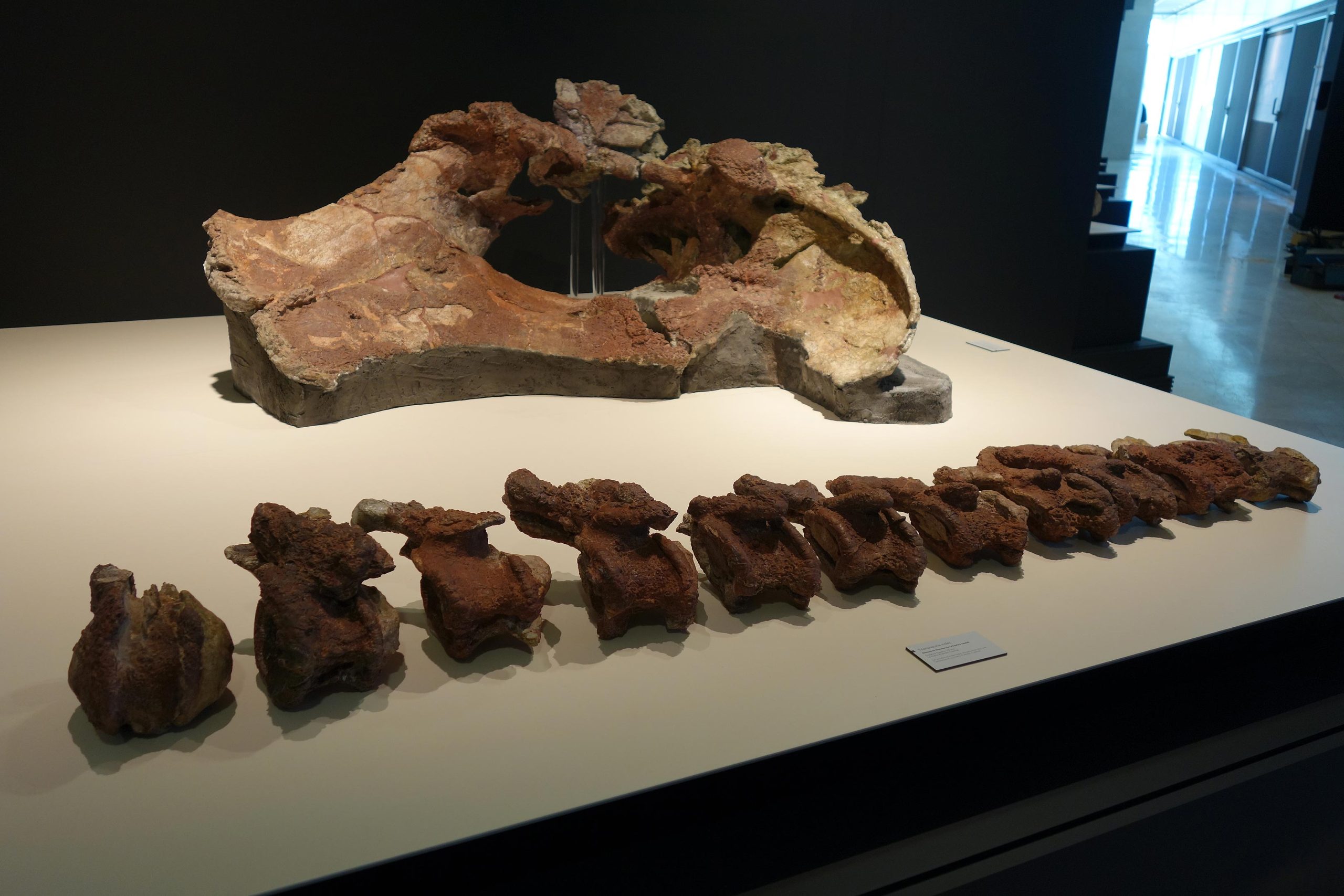 Bone-Remains-of-Qunkasaura-pintiquiniestra-scaled.jpg