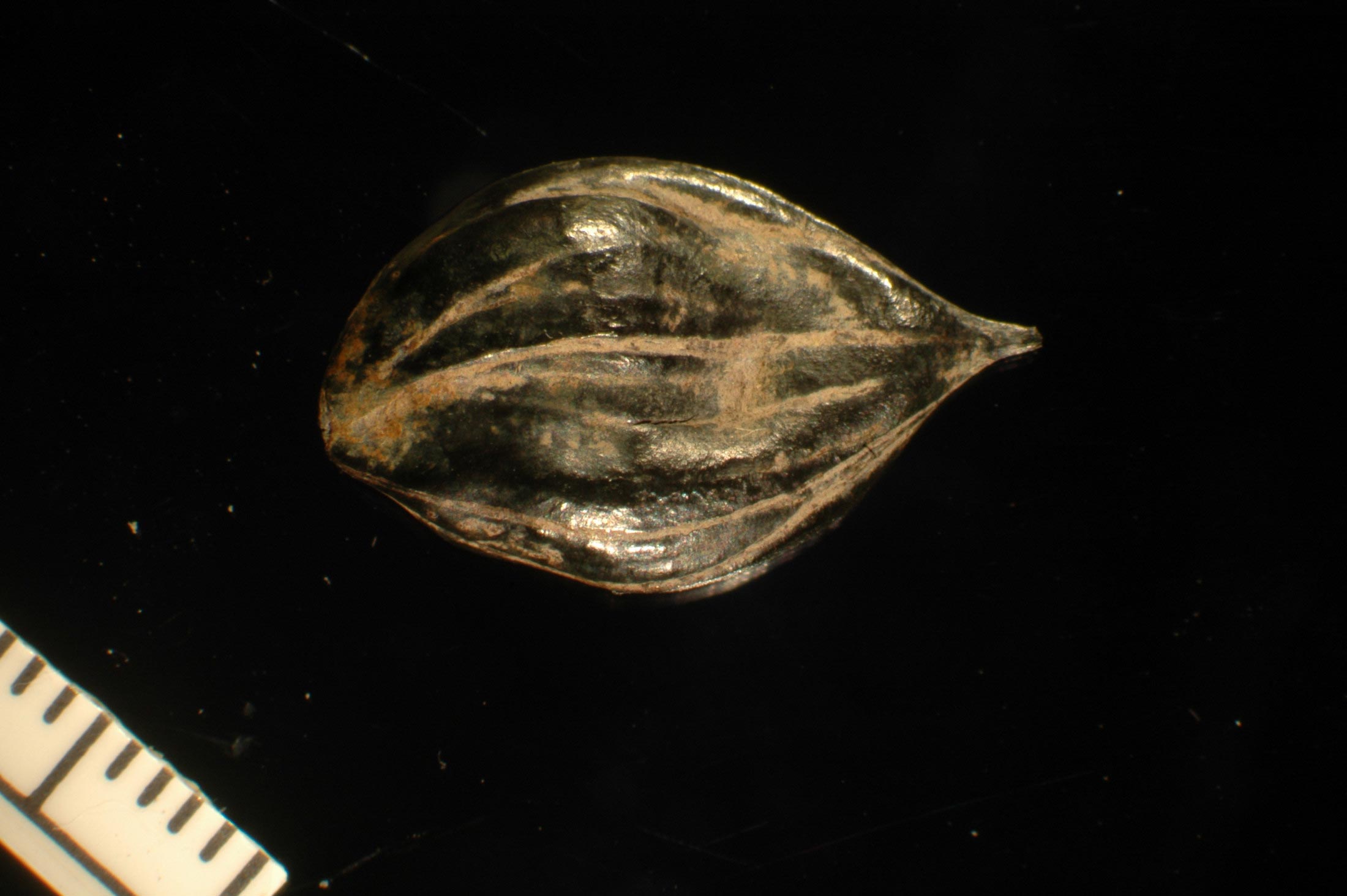 Axel-Heiberg-Walnut-Size.jpg