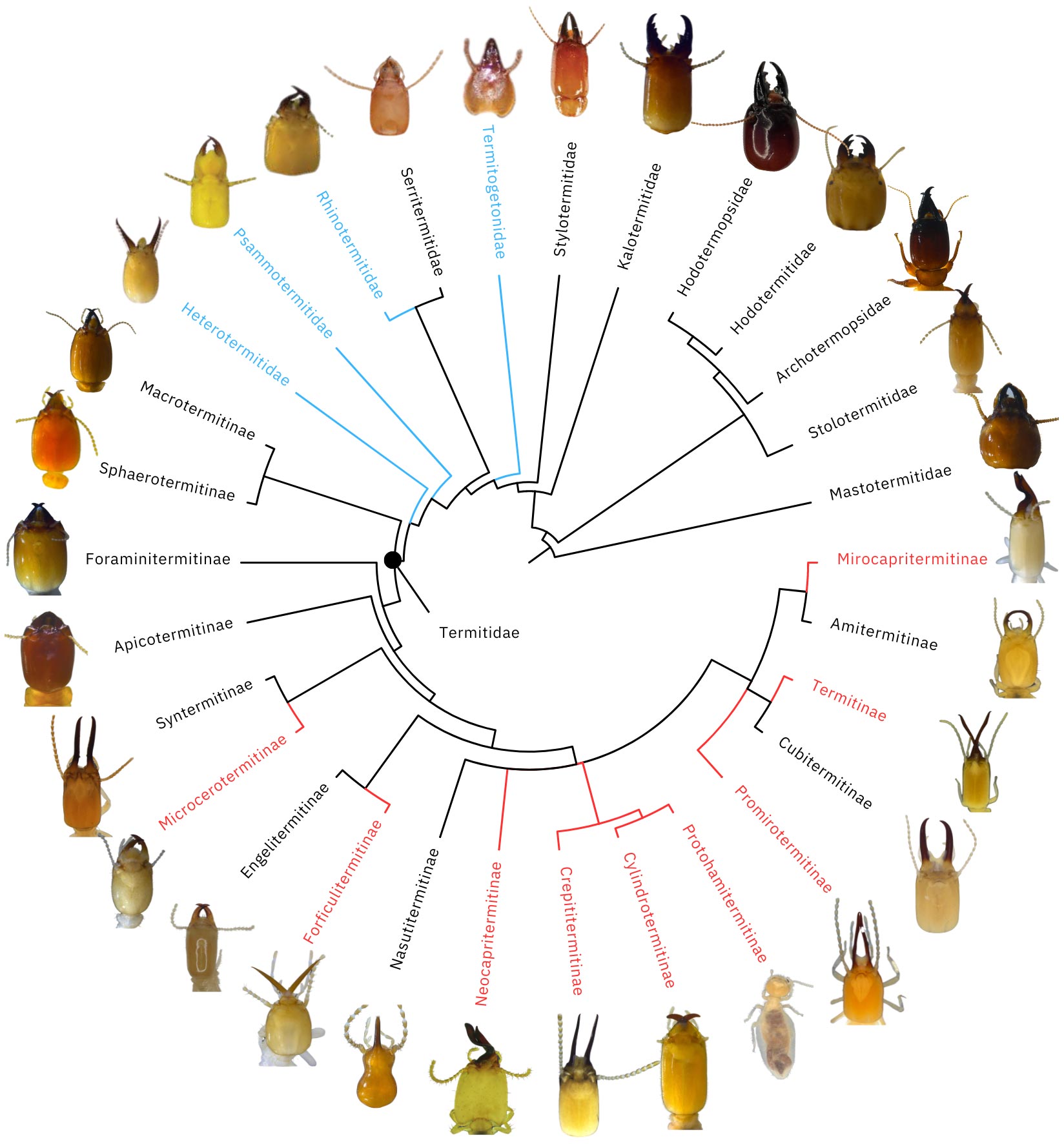 Termite-Tree-of-Life.jpg