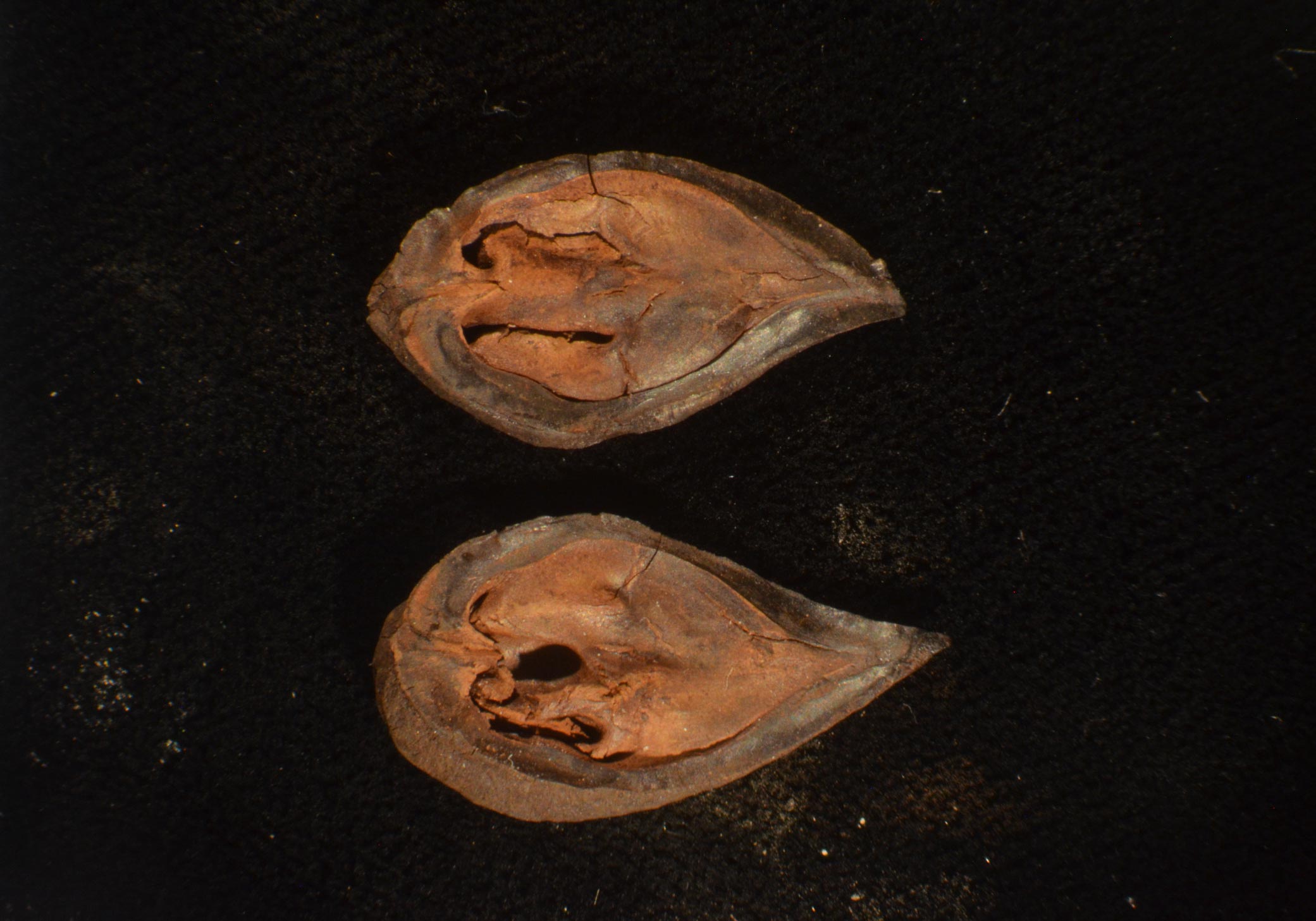 Broken-Walnut-Fossil.jpg