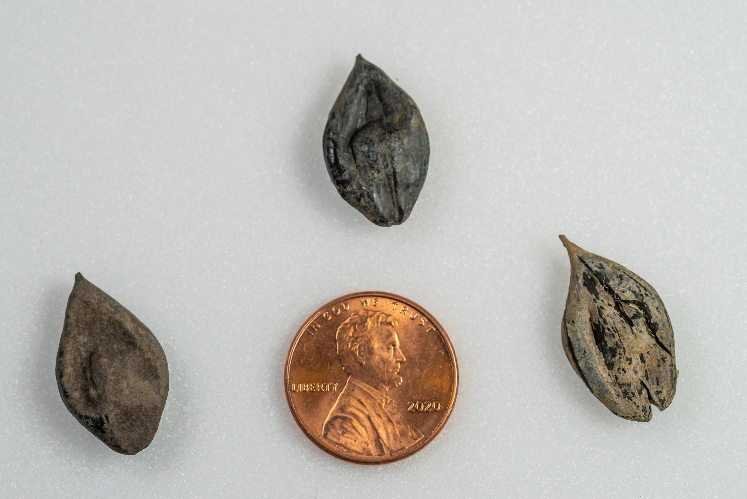 Arctic-Circle-Extinct-Walnut-Species-scaled.jpg