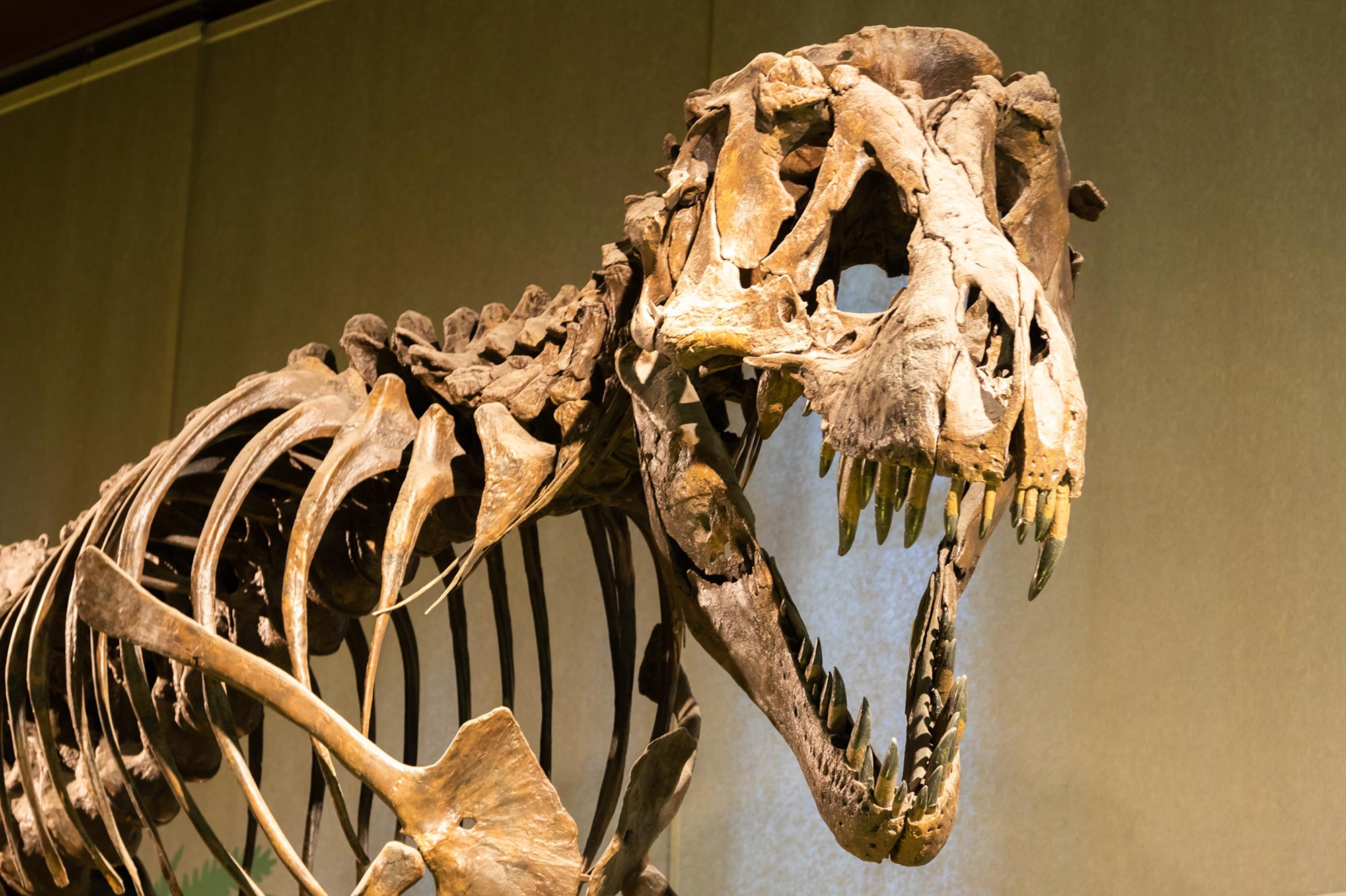 Tyrannosaurus-rex-Skeleton-Fossil-Museum-Close.jpg