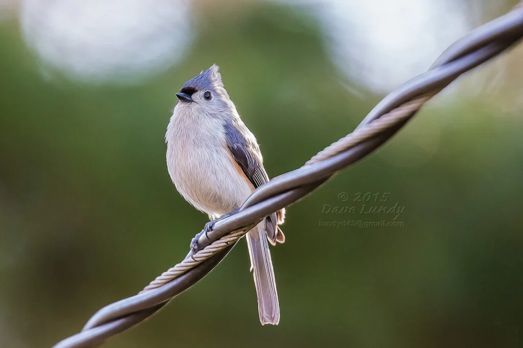 bird-power-line-wildfire-1024x683.webp