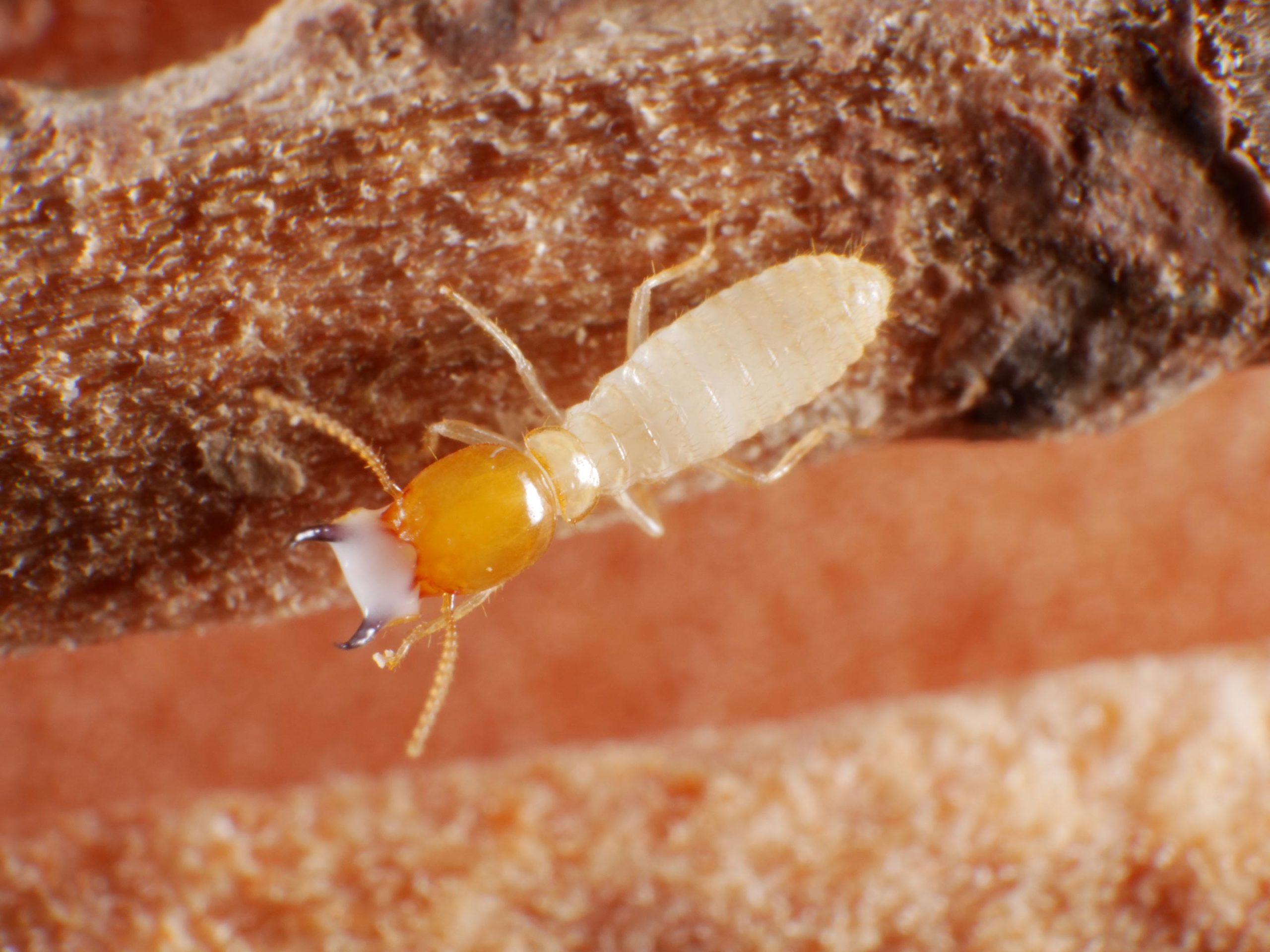 Coptotermes-gestroi-Soldier-With-Latex-Like-Secretion-scaled.jpg