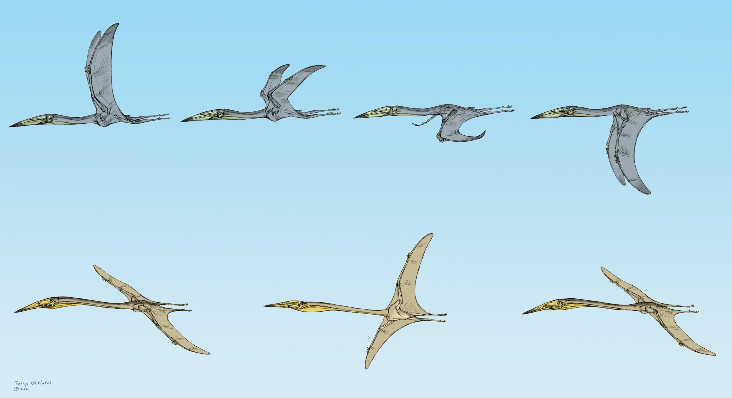 Illustration-of-Inabtanin-alarabia-Flapping-and-Arambourgiania-philadelphiae-Soaring-scaled.jpg