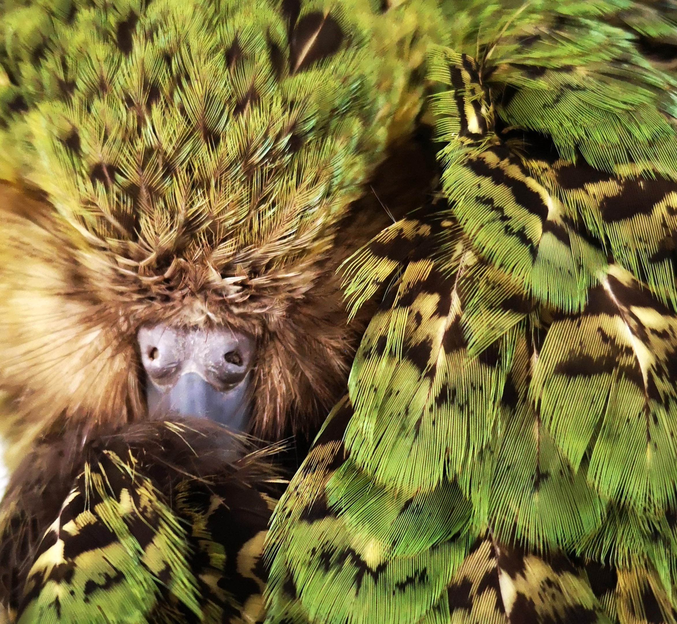 Kakapo-Feather-Colors.jpg