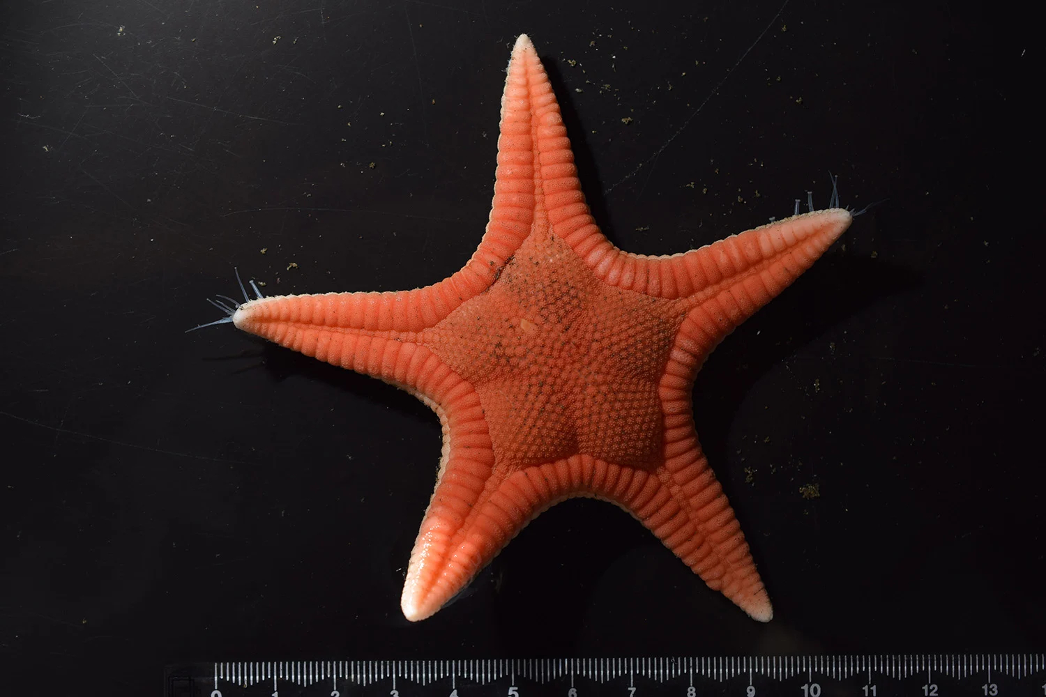 Paragonaster-hoeimaruae（WEBP 图像，1500x1000 像素） — 缩放 (95-.jpg