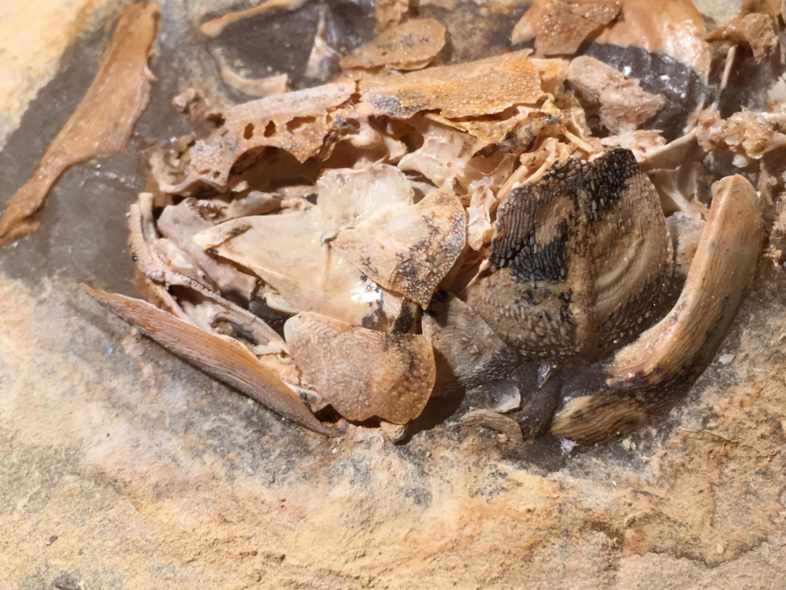 Ngamugawi-Skull-scaled.jpg