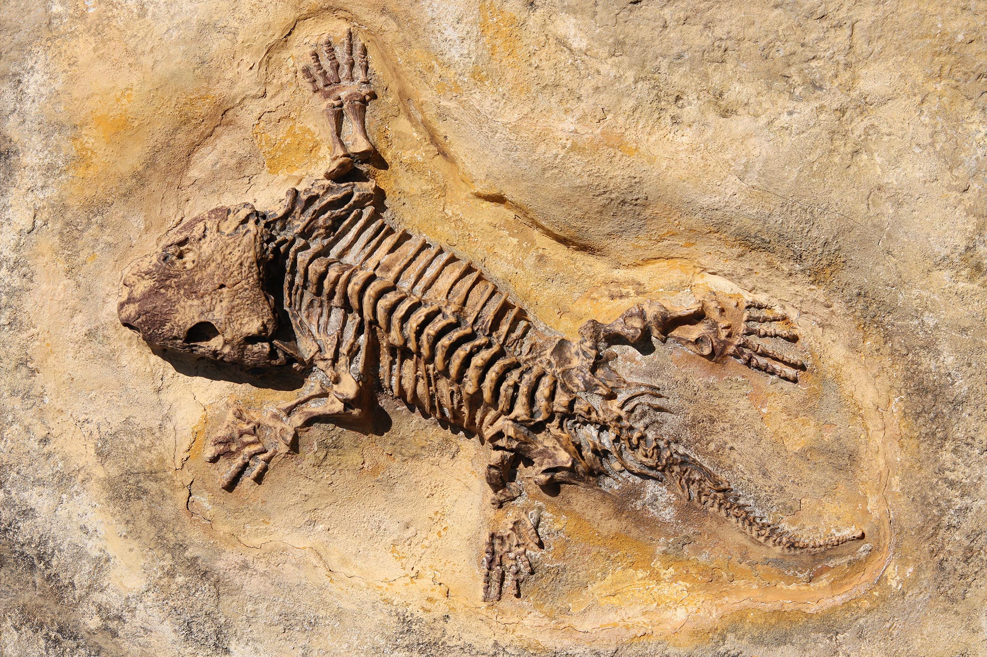 Early-Permian-Fossil-Seymouria-Baylorensis.jpg