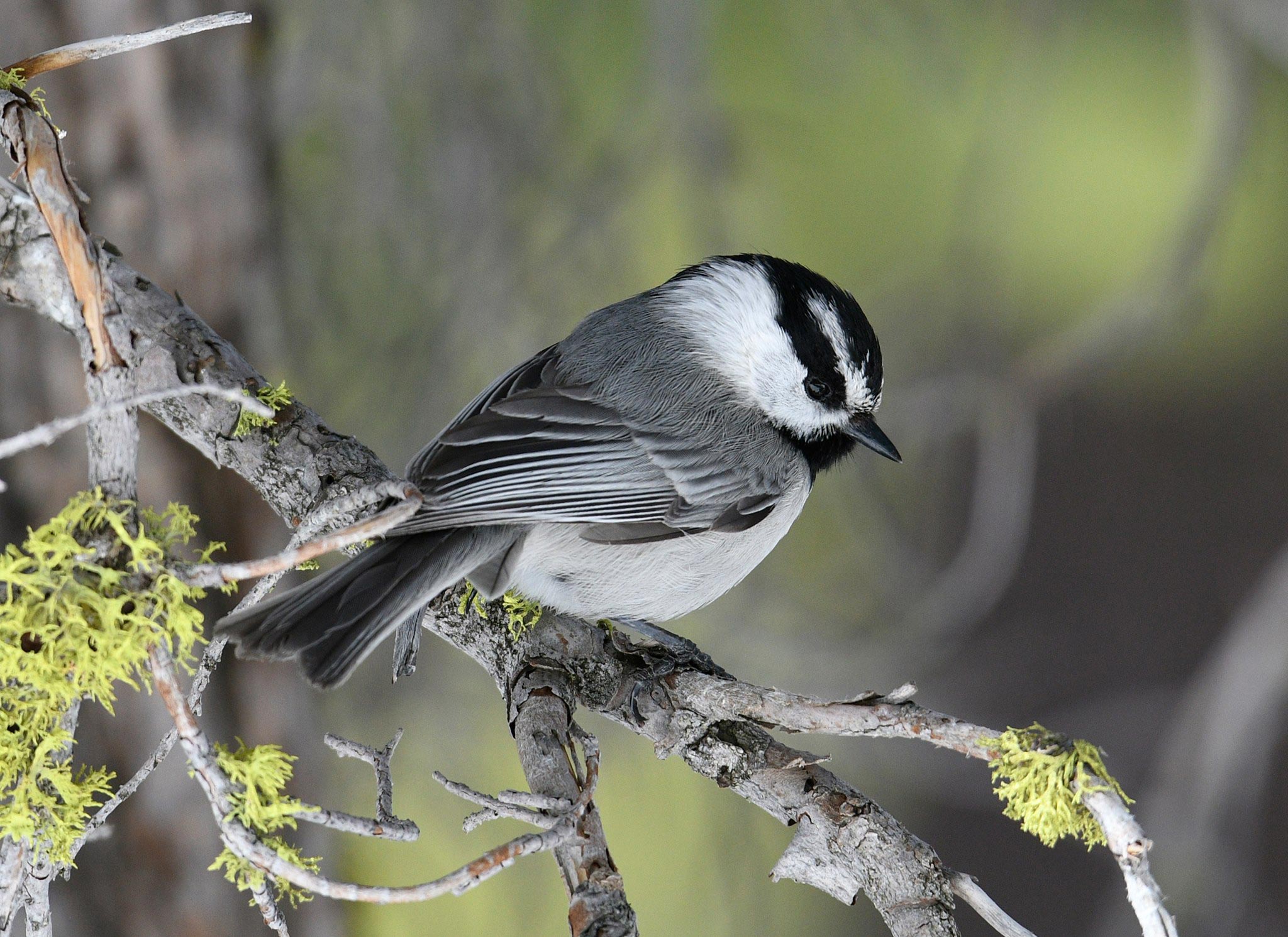 Mountain-Chickadee-in-Tree.jpg