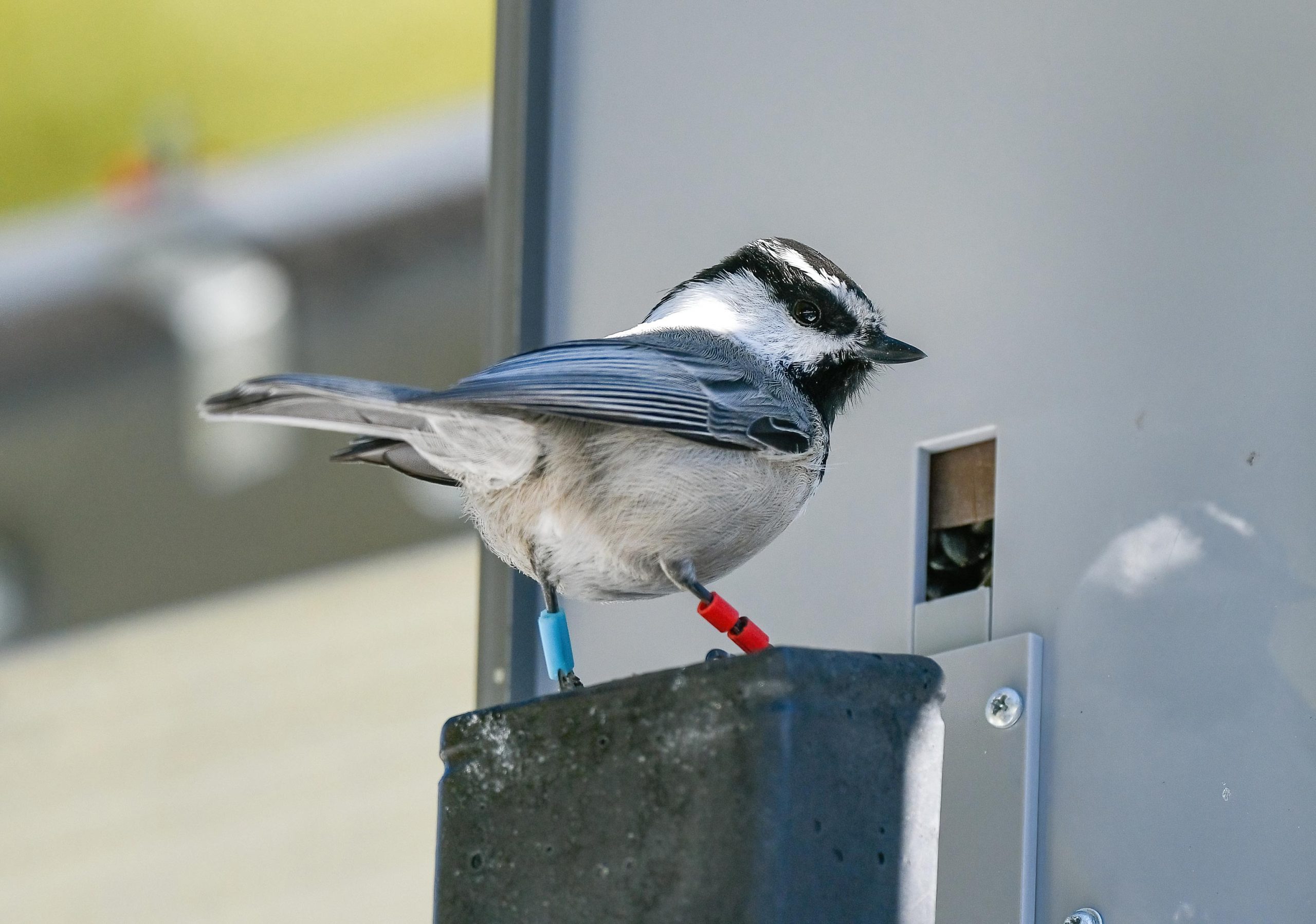 Tagged-Mountain-Chickadee-scaled.jpg