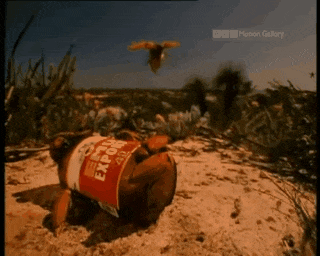 202a95f7785c4798998d1518fb6c963f.gif