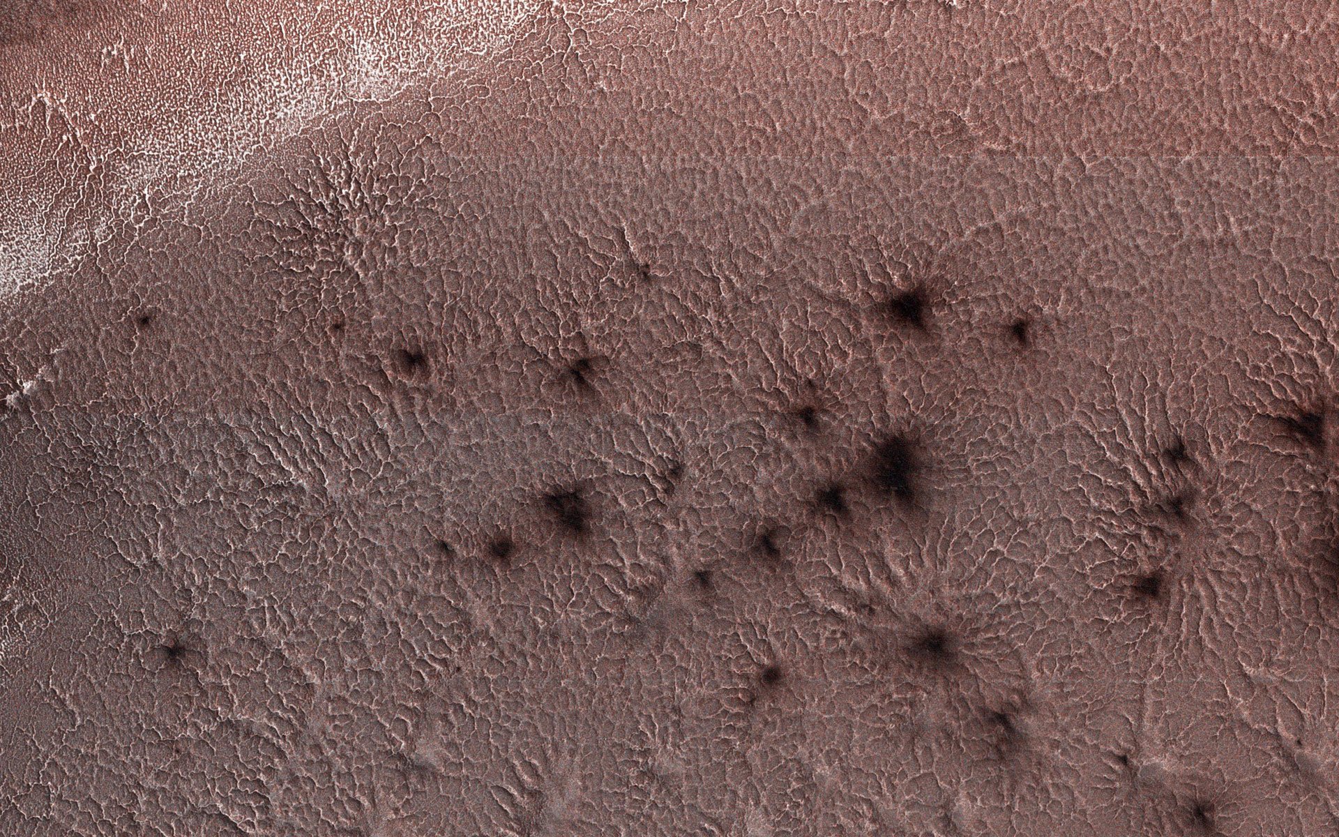 Spiders-from-Mars.jpg