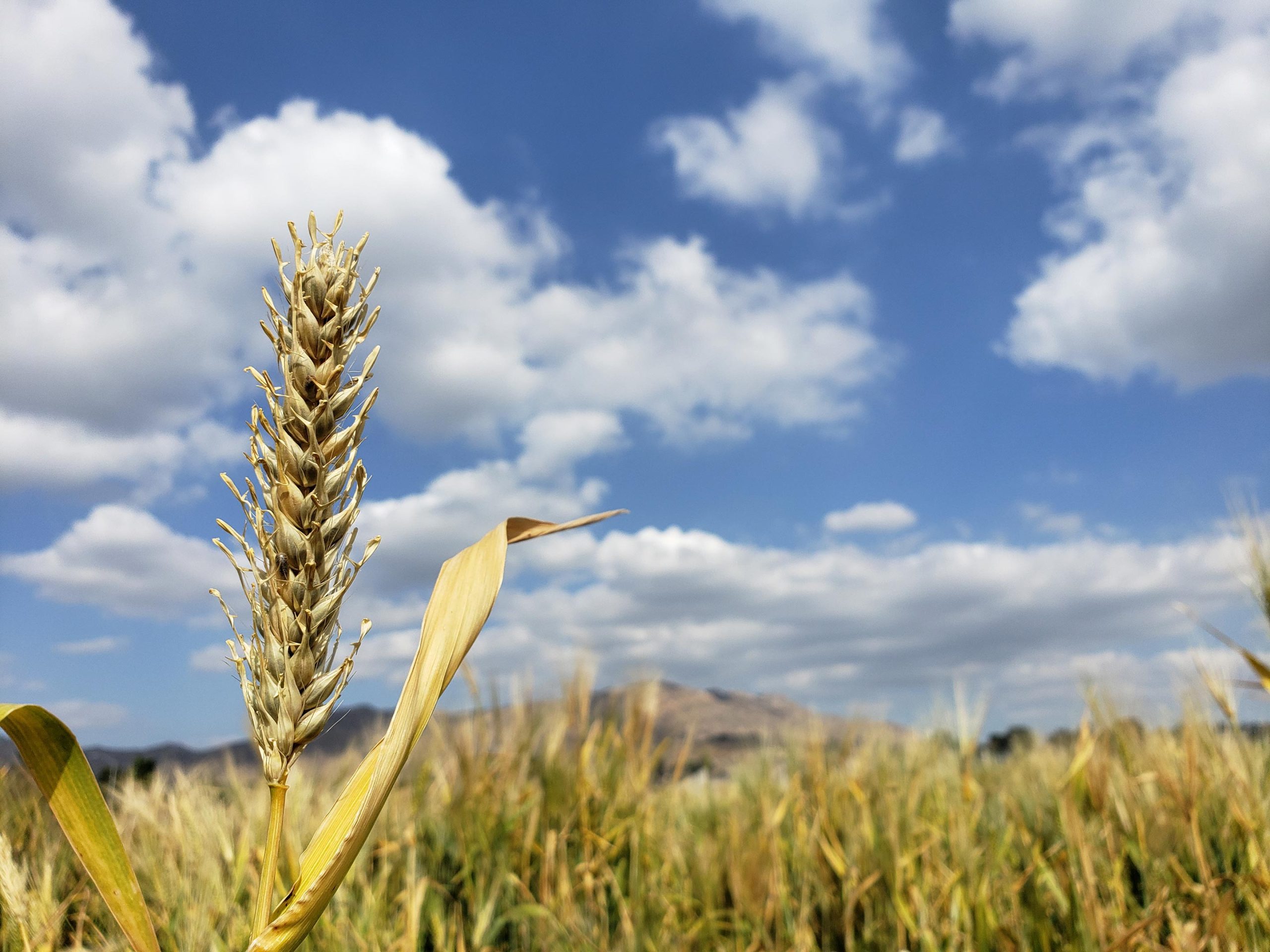 Barley-Frowing-in-Field-scaled.jpg