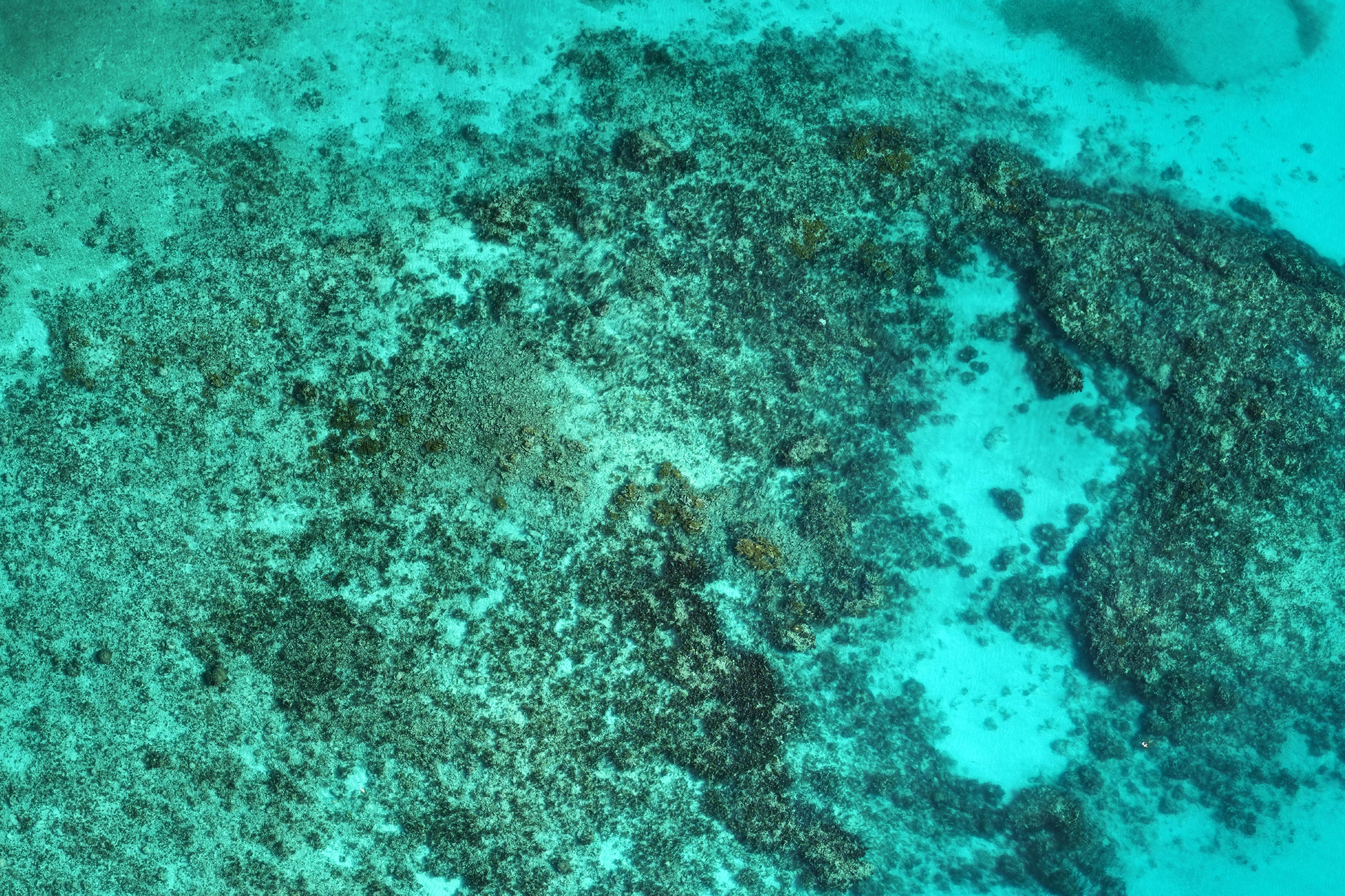 Florida-Horseshoe-Reef-May-2023.jpg