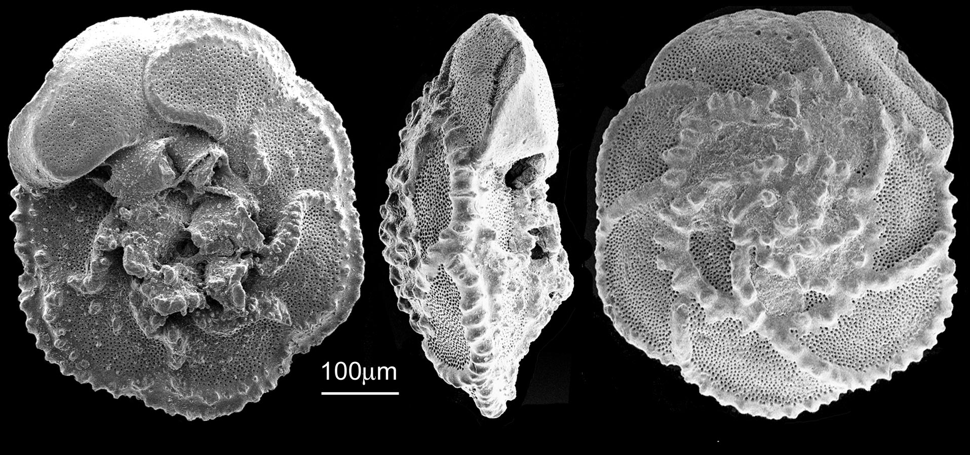 Foraminifera-1.jpg