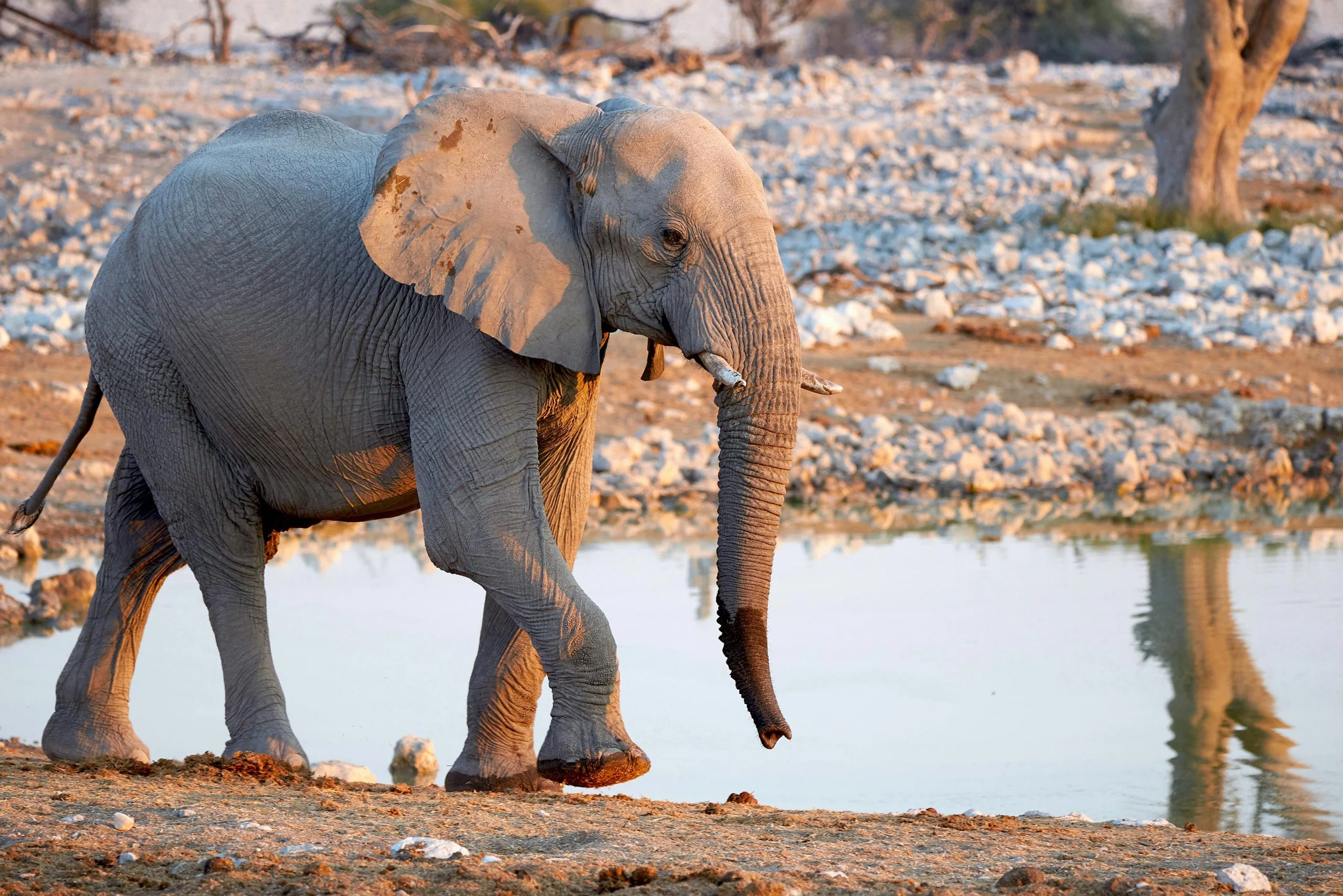 Young-African-Elephant-scaled.webp