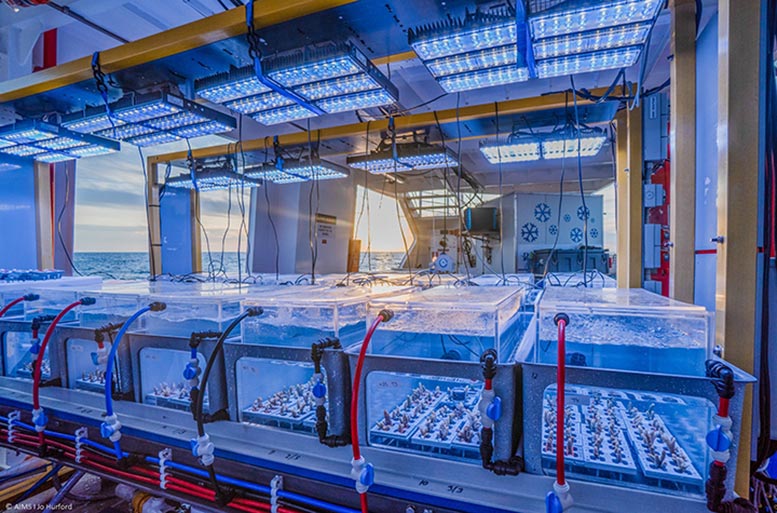 Experimental-System-To-Test-Coral-Bleaching-Thresholds.jpg