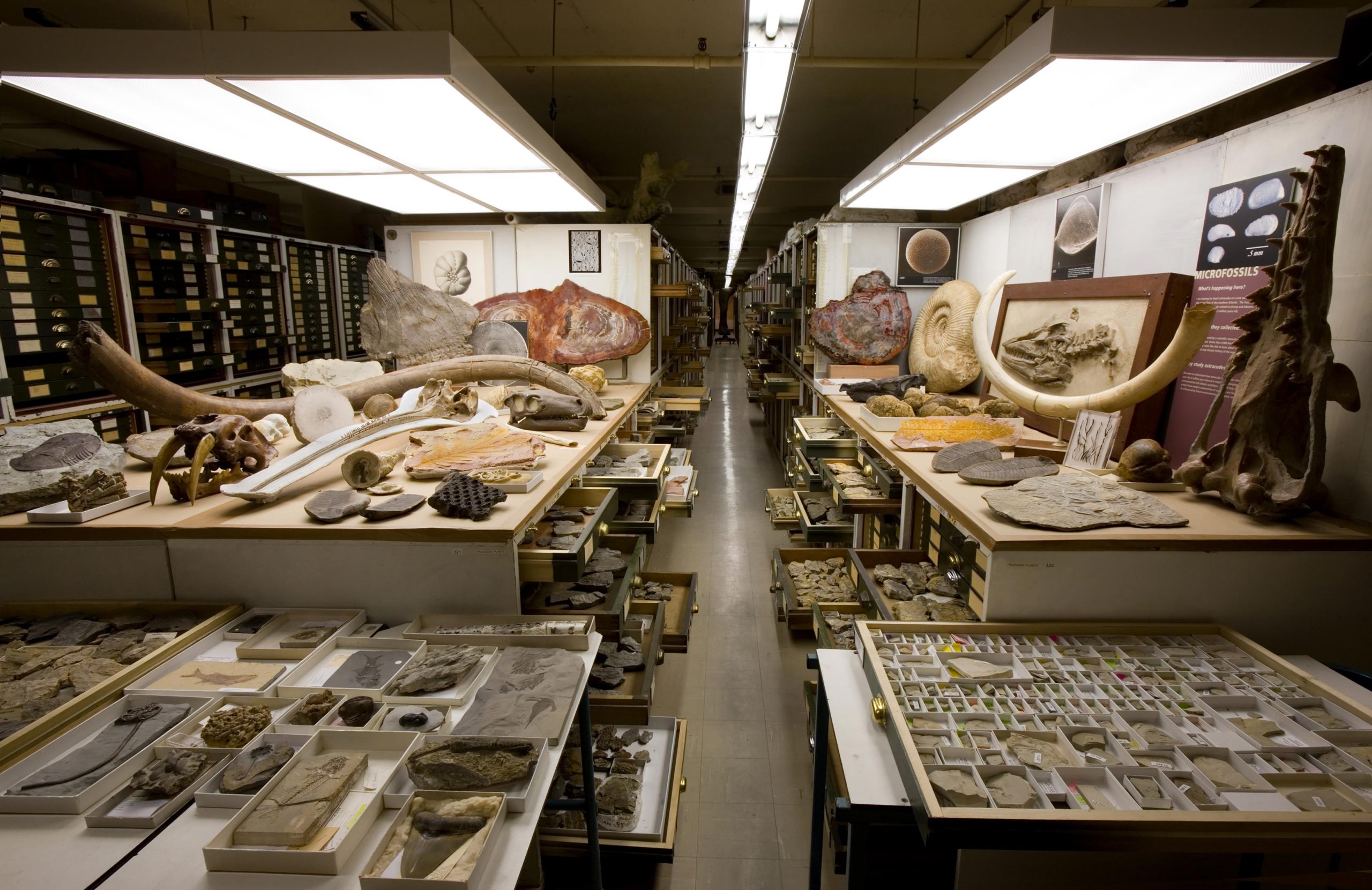Smithsonian-Fossil-Collections-scaled.jpg