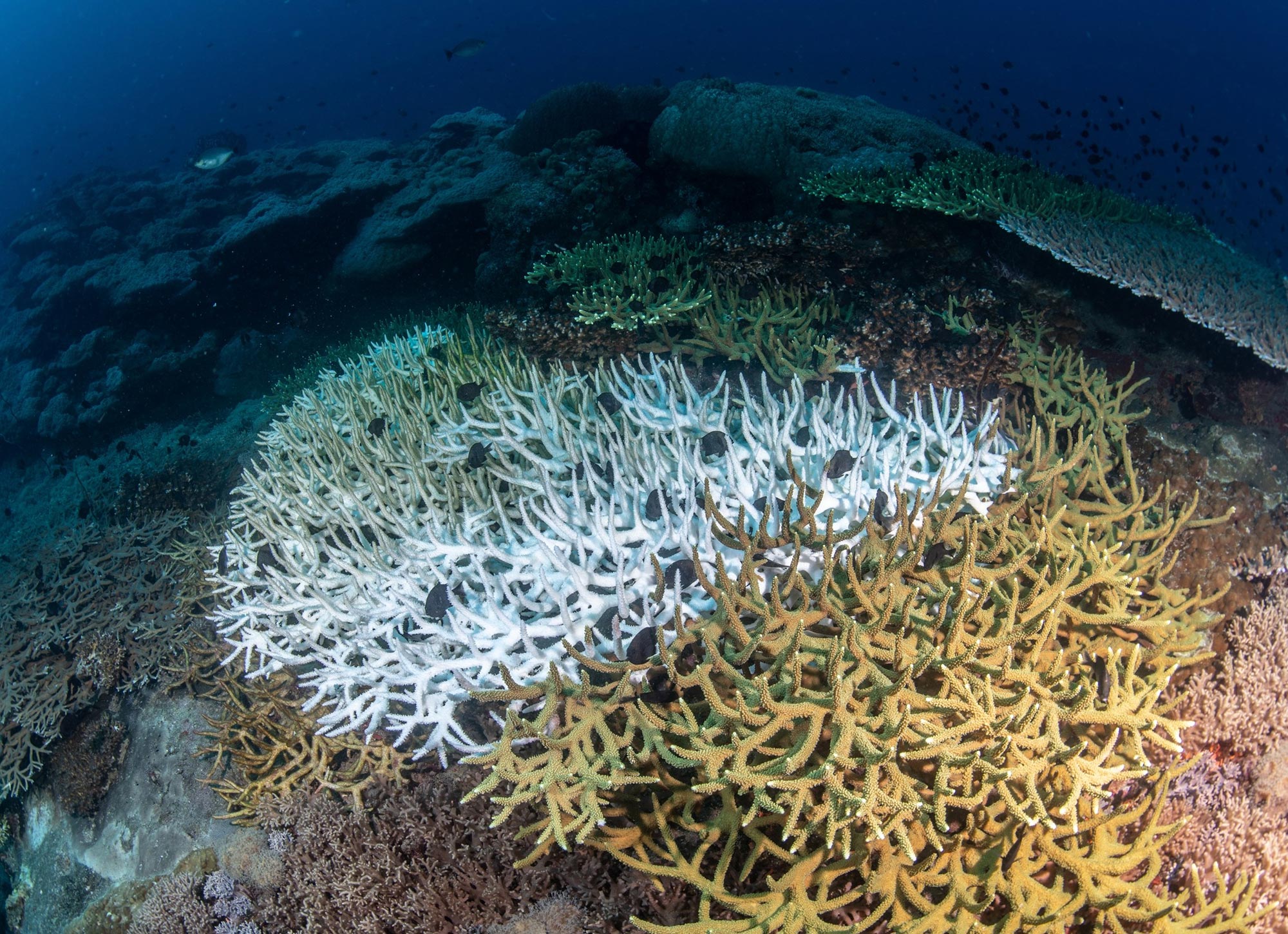 Coral-Bleaching-Underwater.jpg