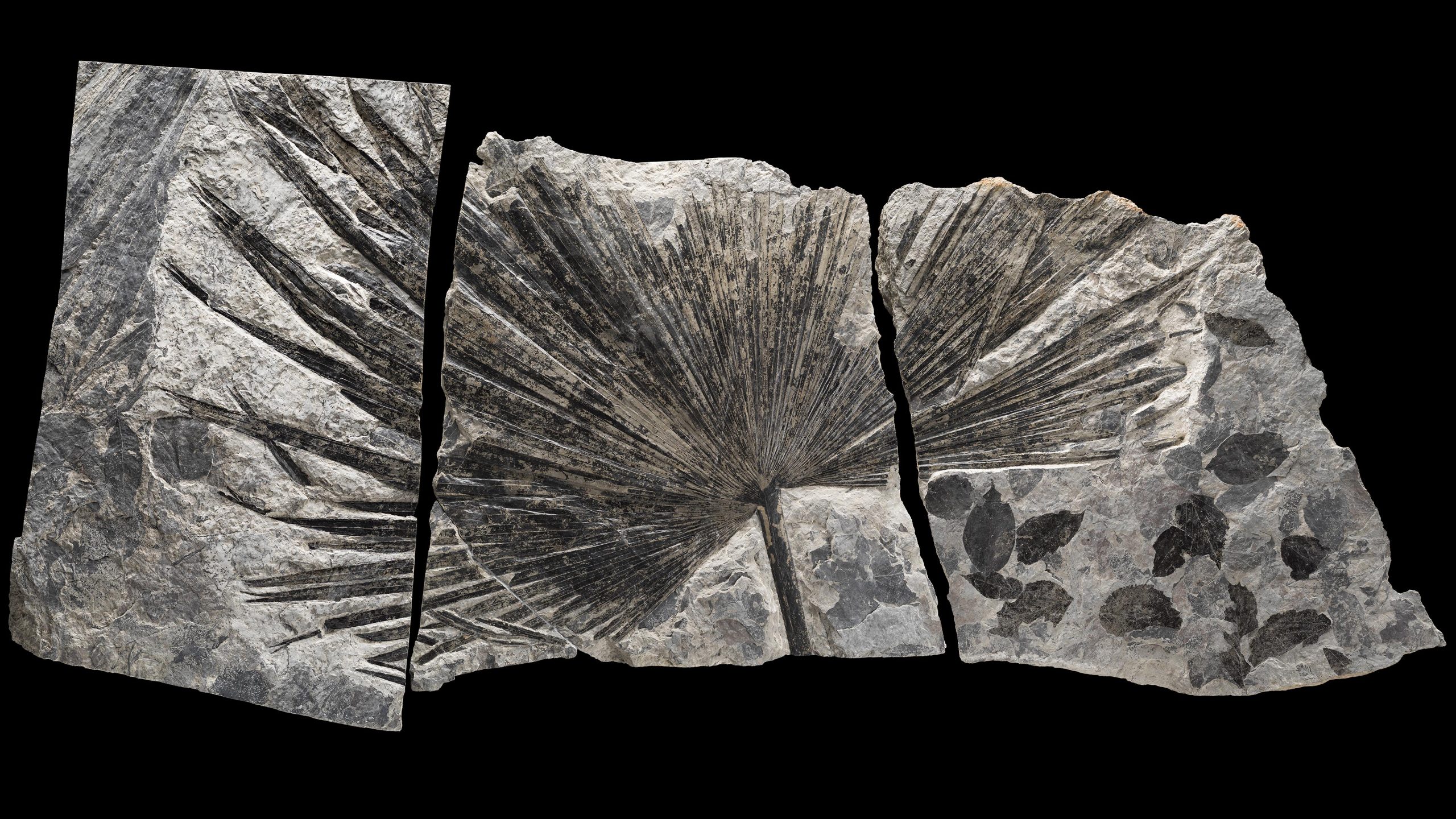 Fossil-Palm-Crop-scaled.jpg