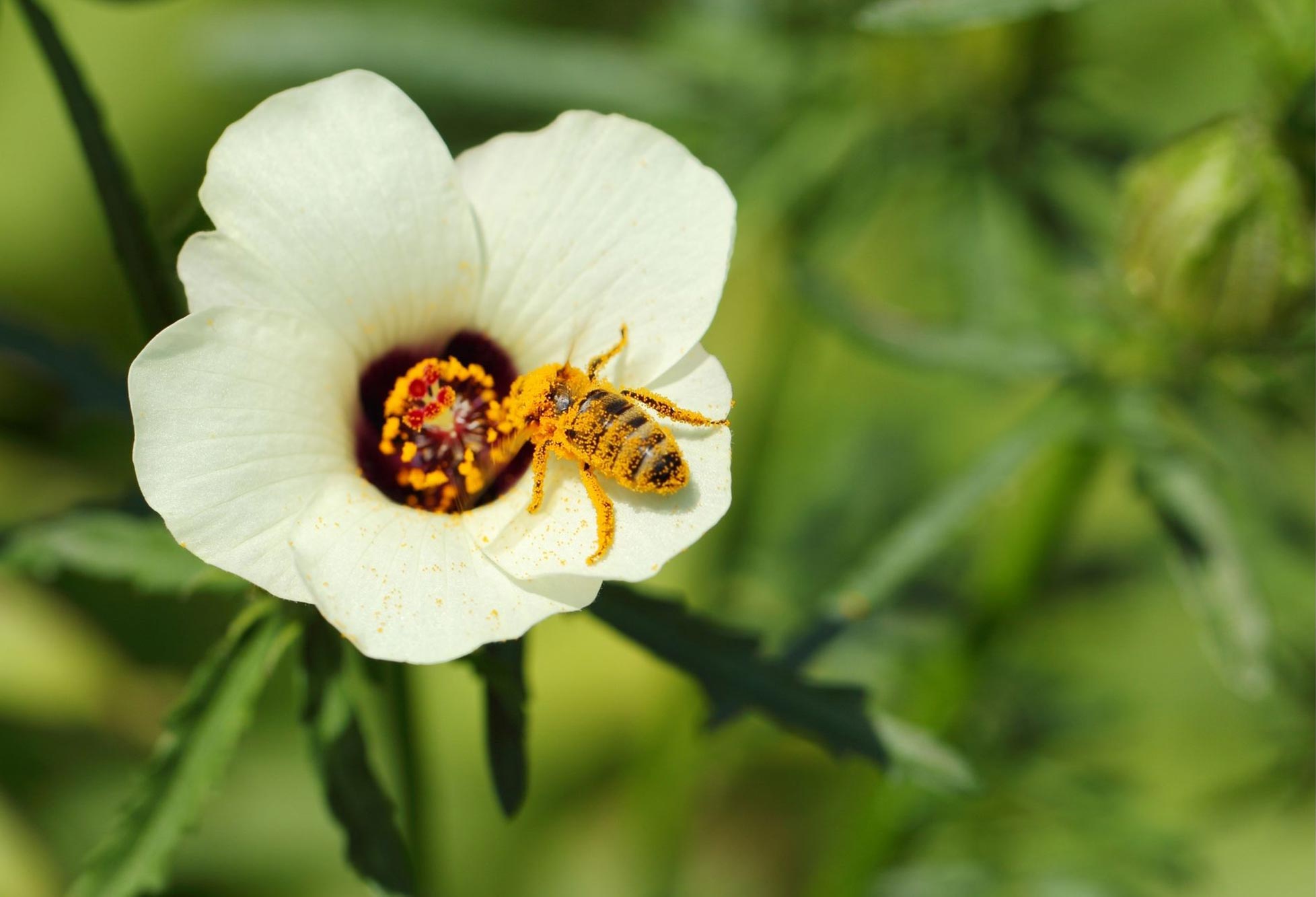 Hibiscus-trionum-Pollinated-by-Bee.jpg
