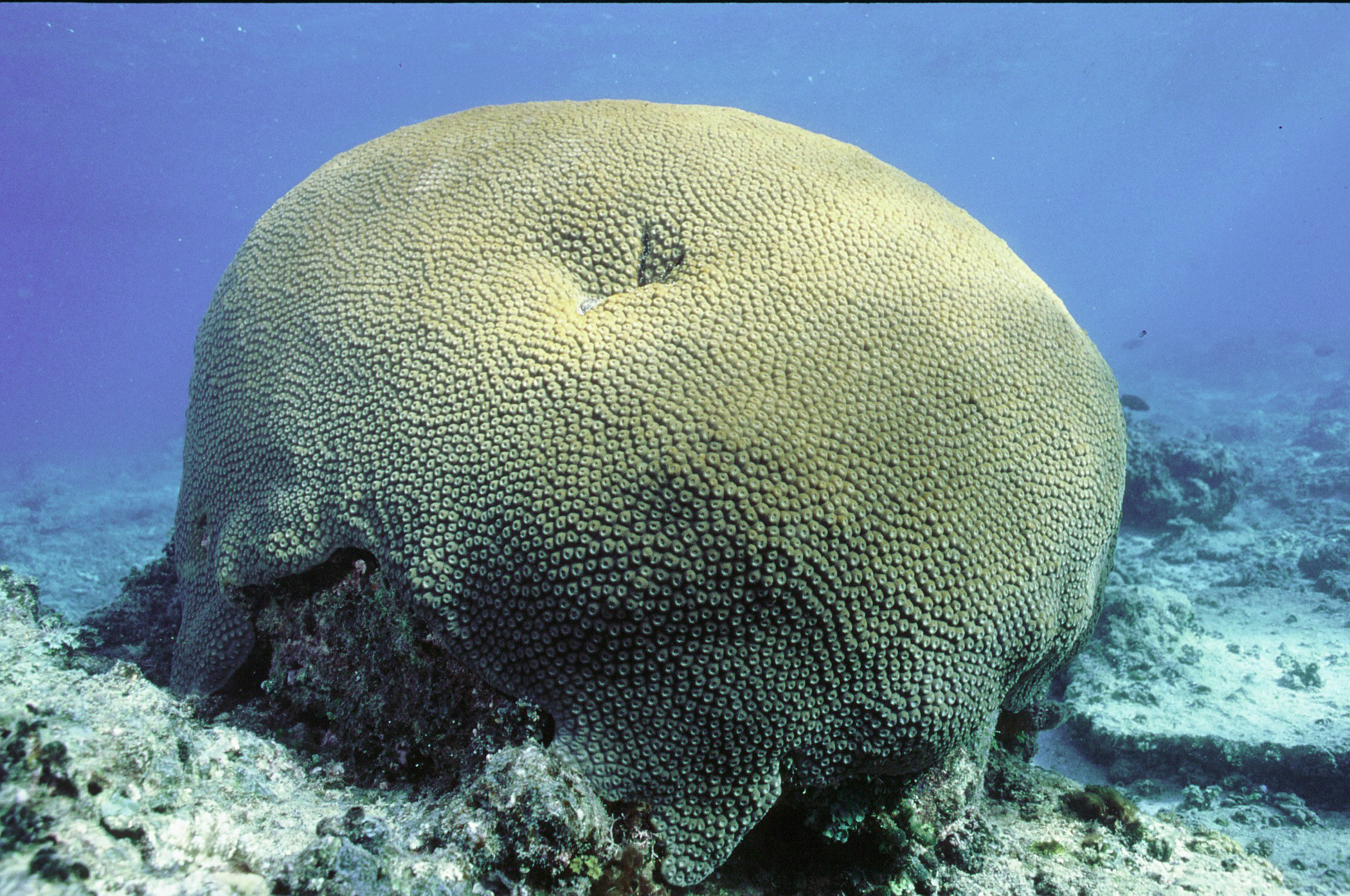 Diploastrea-heliopora.jpg