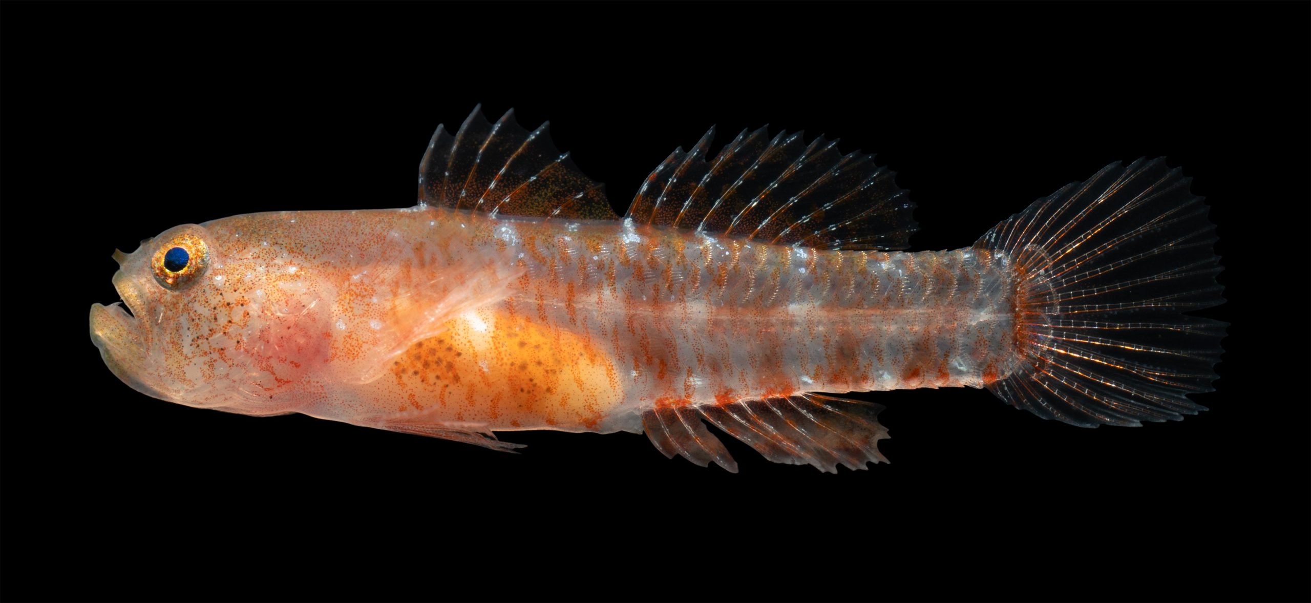 Light-Orange-Grumpy-Dwarfgoby-scaled.jpg